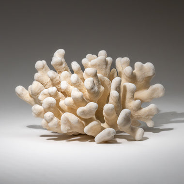 Genuine White Cat's Paw Coral (5.5 lbs) - Astro Gallery of Gems