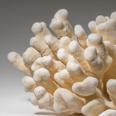 Genuine White Cat's Paw Coral (5.5 lbs) - Astro Gallery of Gems