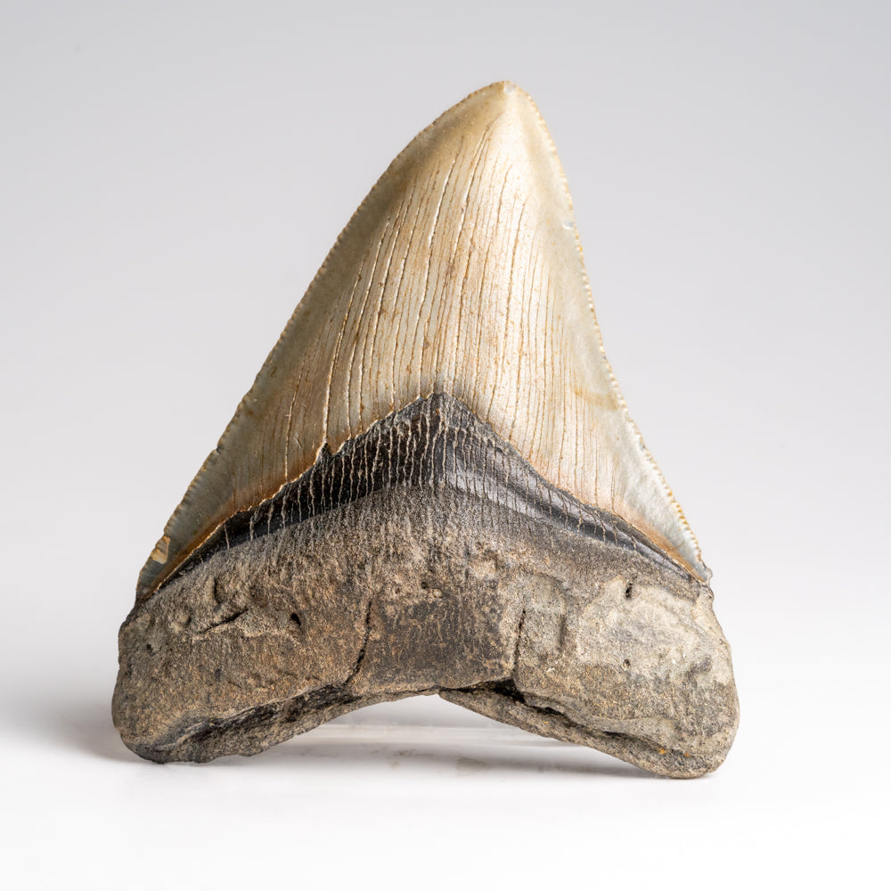 Genuine Megalodon Shark Tooth in Display Box (118.6 grams)