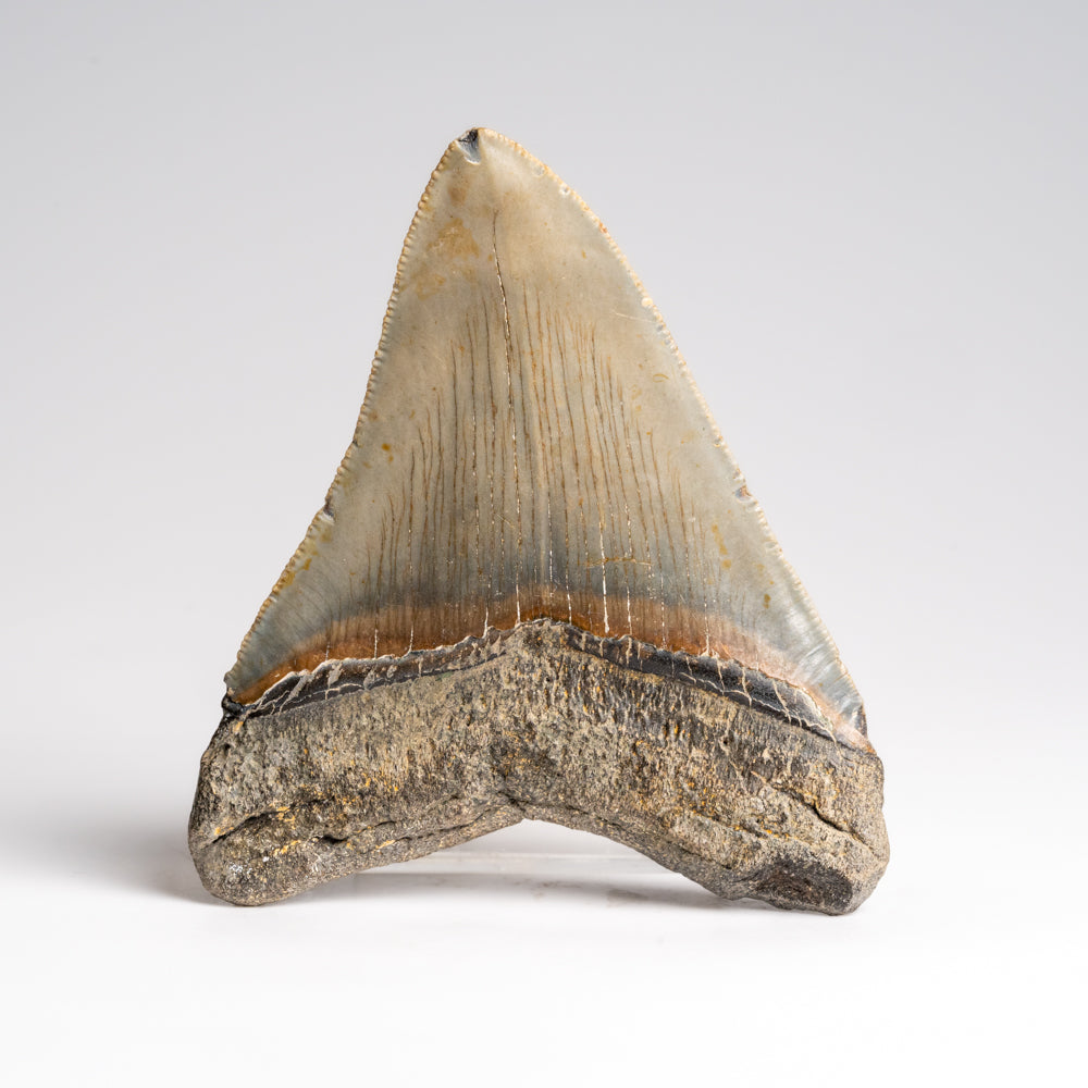 Genuine Megalodon Shark Tooth in Display Box (118.6 grams)