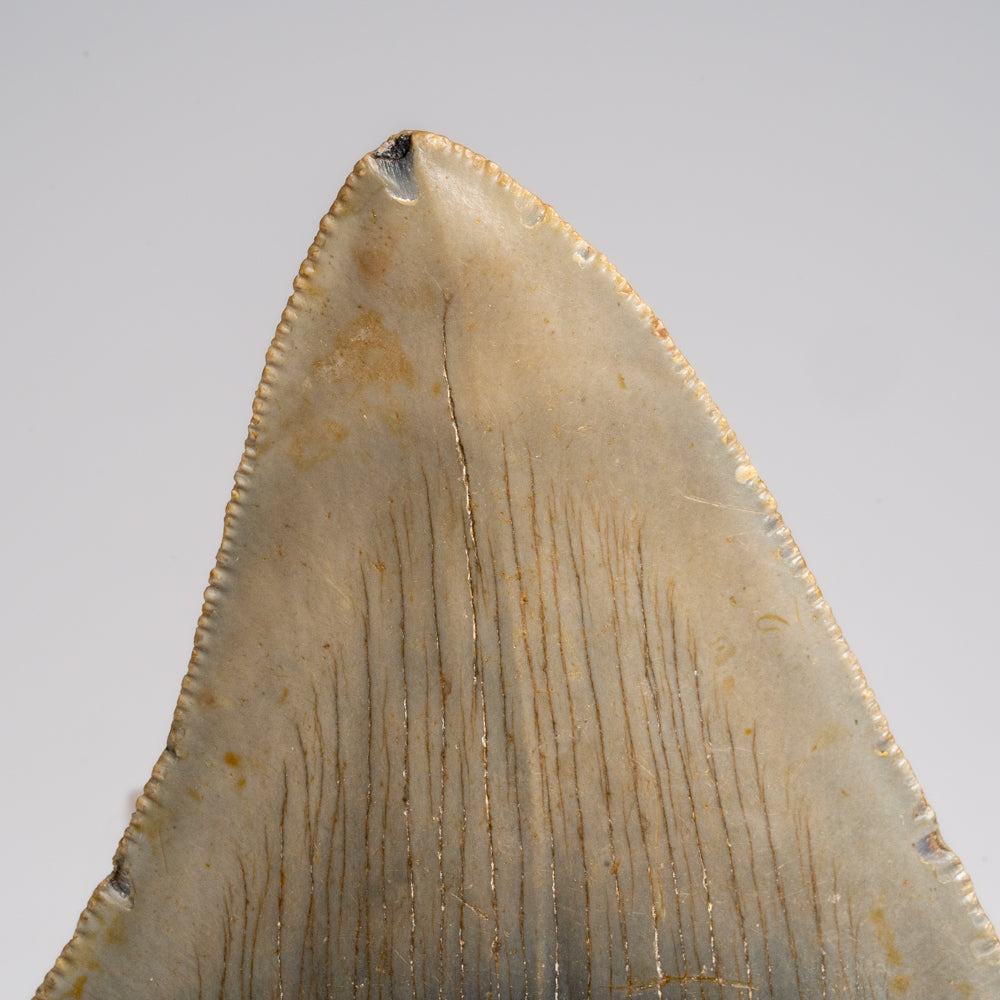 Genuine Megalodon Shark Tooth in Display Box (118.6 grams)