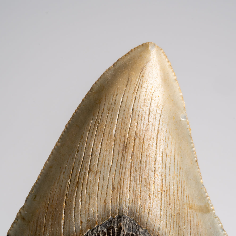 Genuine Megalodon Shark Tooth in Display Box (118.6 grams)