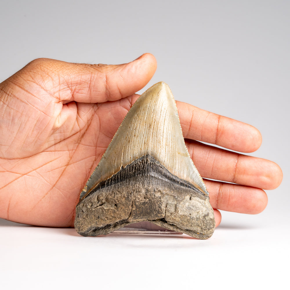 Genuine Megalodon Shark Tooth in Display Box (118.6 grams)