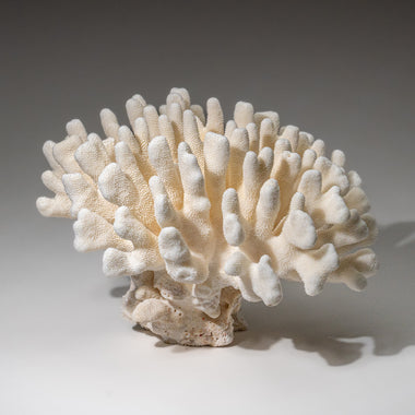 Genuine White Cat's Paw Coral (5.5 lbs) - Astro Gallery of Gems