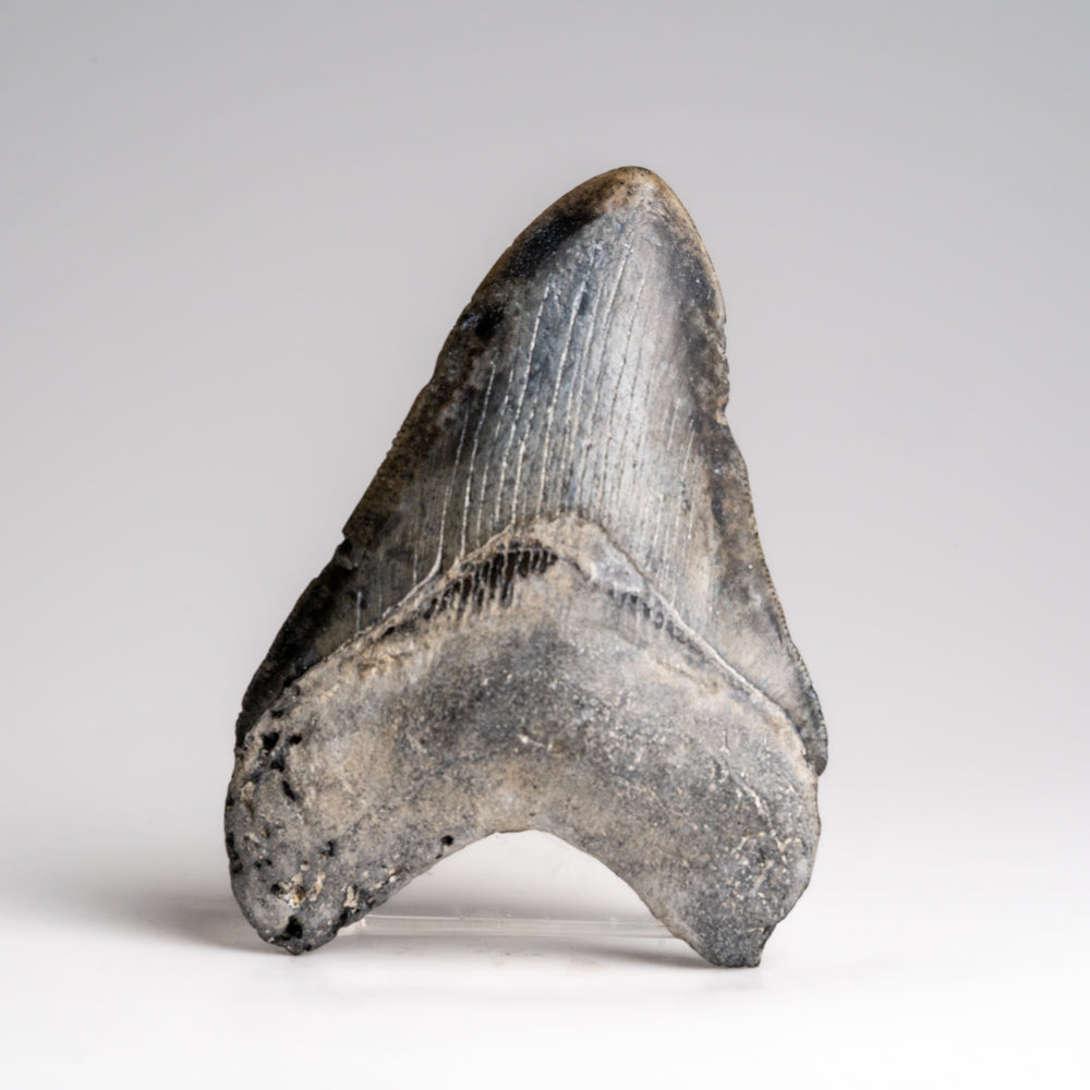 Genuine Megalodon Shark Tooth in Display Box (121 grams)