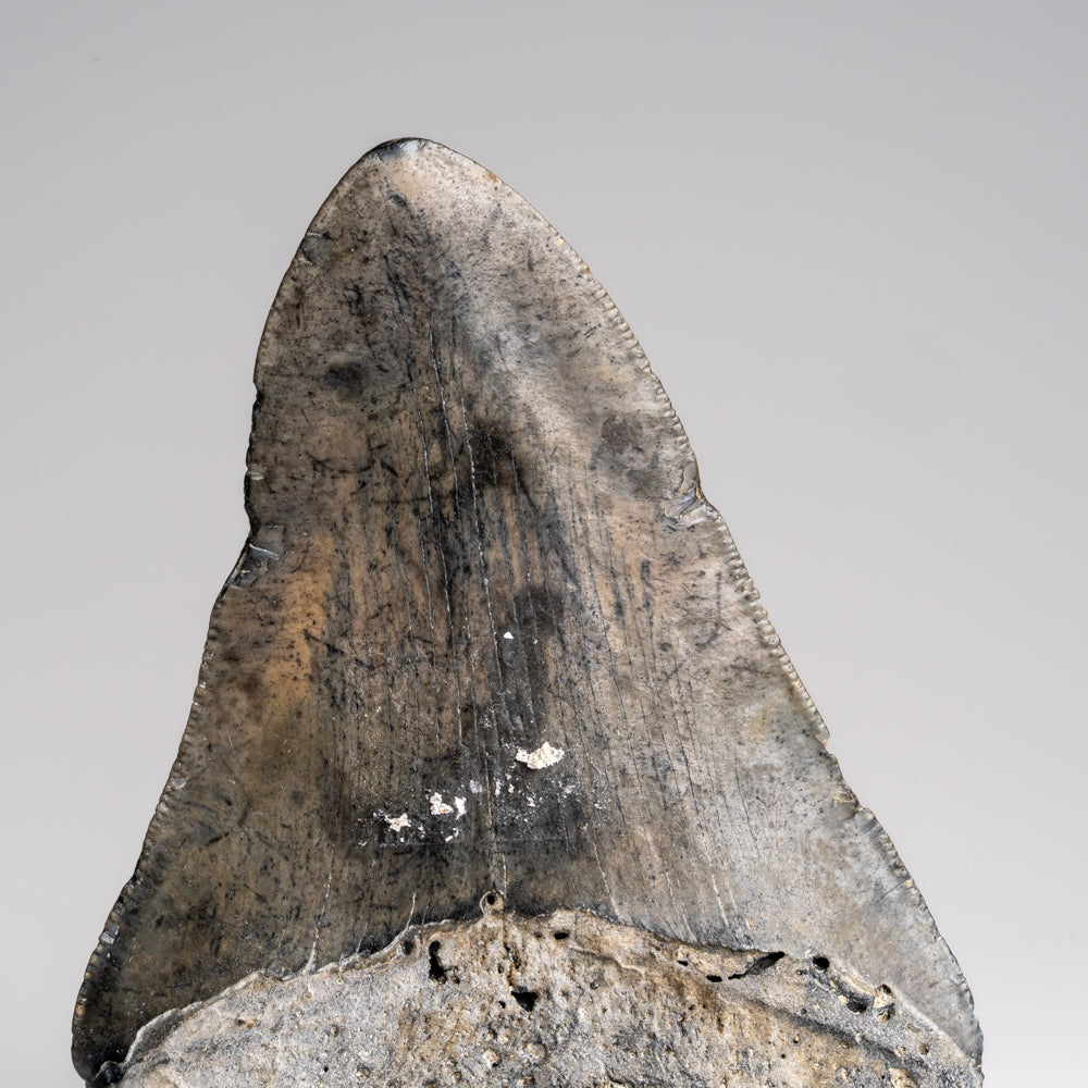 Genuine Megalodon Shark Tooth in Display Box (121 grams)