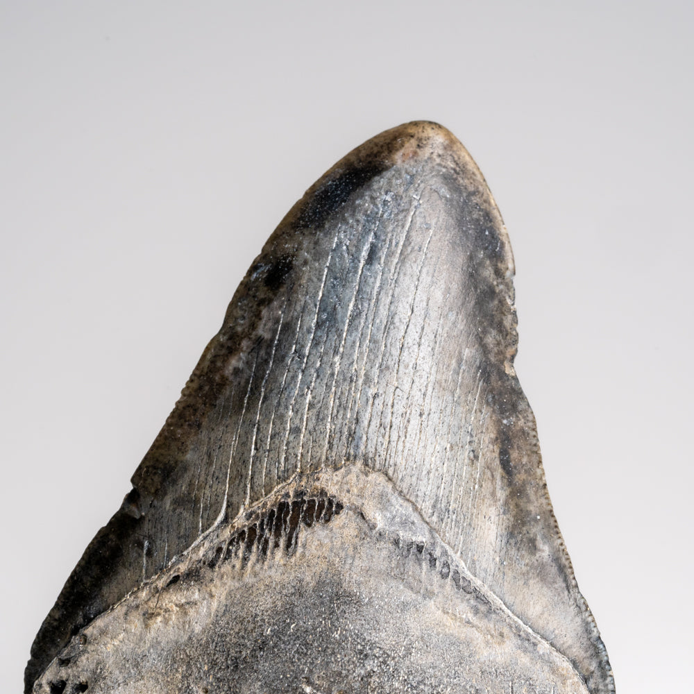 Genuine Megalodon Shark Tooth in Display Box (121 grams)