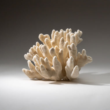 Genuine White Cat's Paw Coral (6.5 lbs) - Astro Gallery of Gems