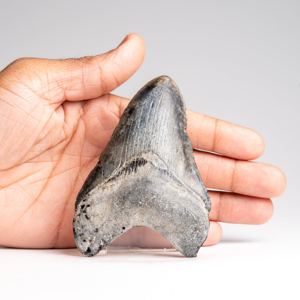 Genuine Megalodon Shark Tooth in Display Box (121 grams)