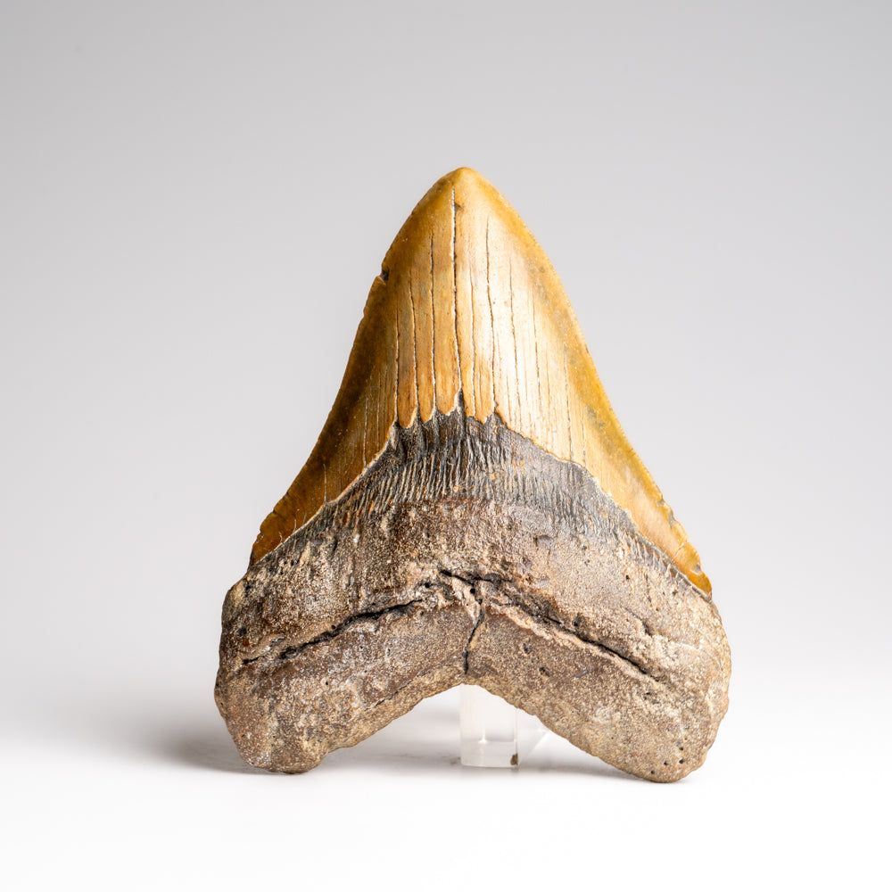 Genuine Megalodon Shark Tooth in Display Box (372 grams)