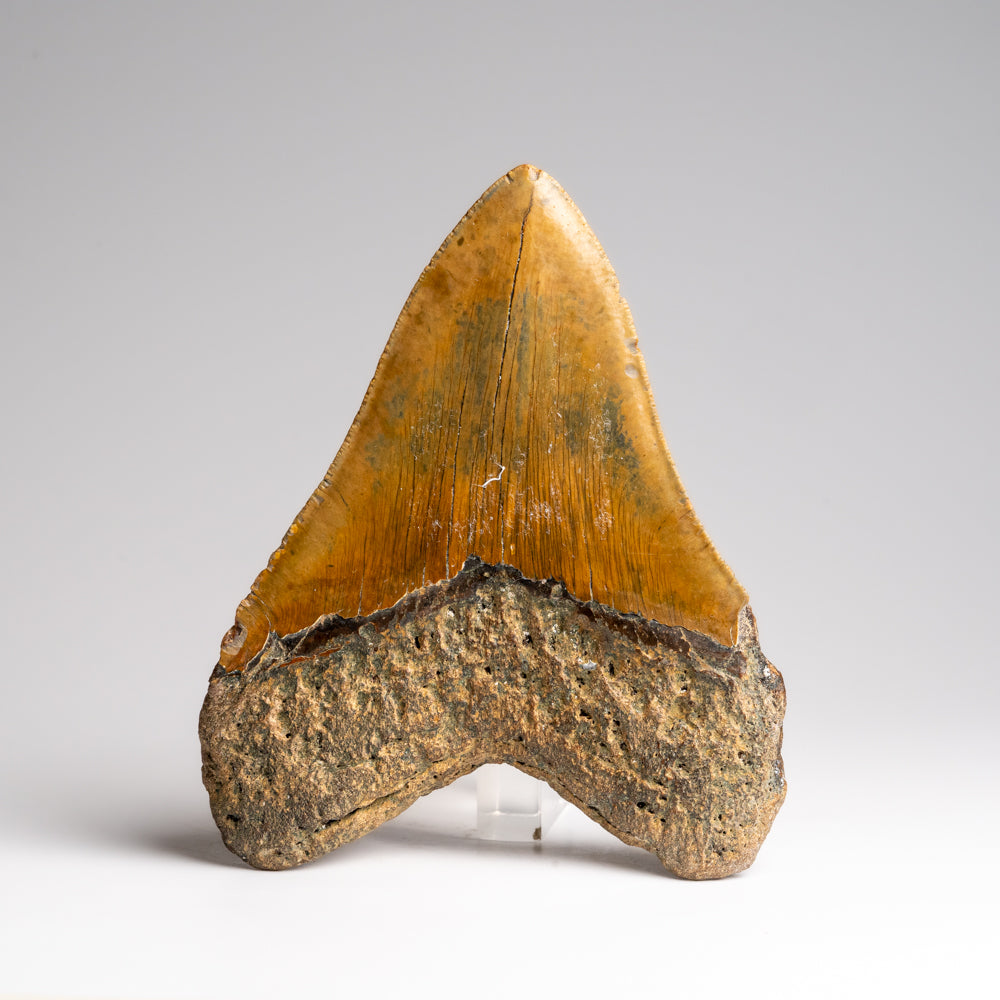 Genuine Megalodon Shark Tooth in Display Box (372 grams)