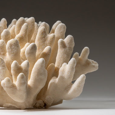 Genuine White Cat's Paw Coral (6.5 lbs) - Astro Gallery of Gems