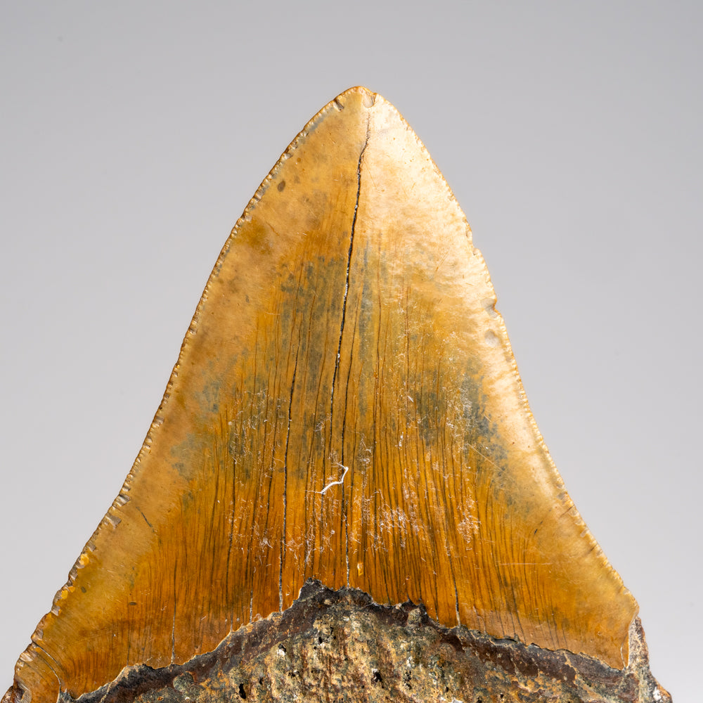 Genuine Megalodon Shark Tooth in Display Box (372 grams)