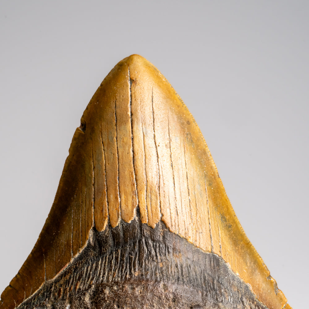 Genuine Megalodon Shark Tooth in Display Box (372 grams)