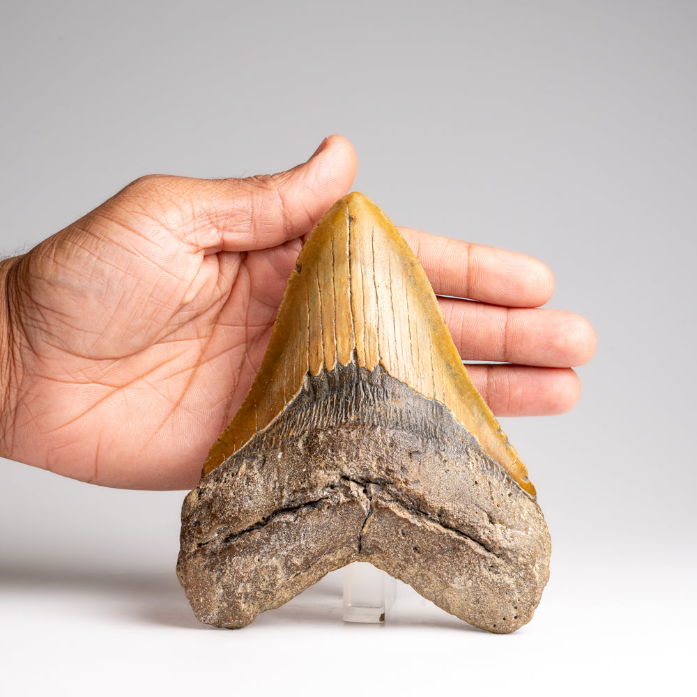 Genuine Megalodon Shark Tooth in Display Box (372 grams)