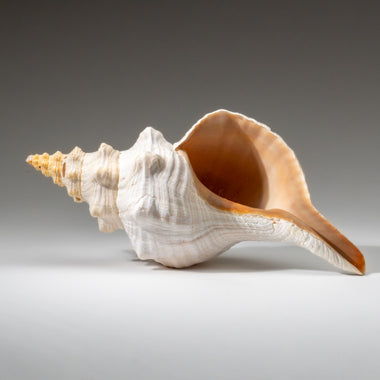 Genuine Horse Conch Shell (2 lbs) - Astro Gallery of Gems