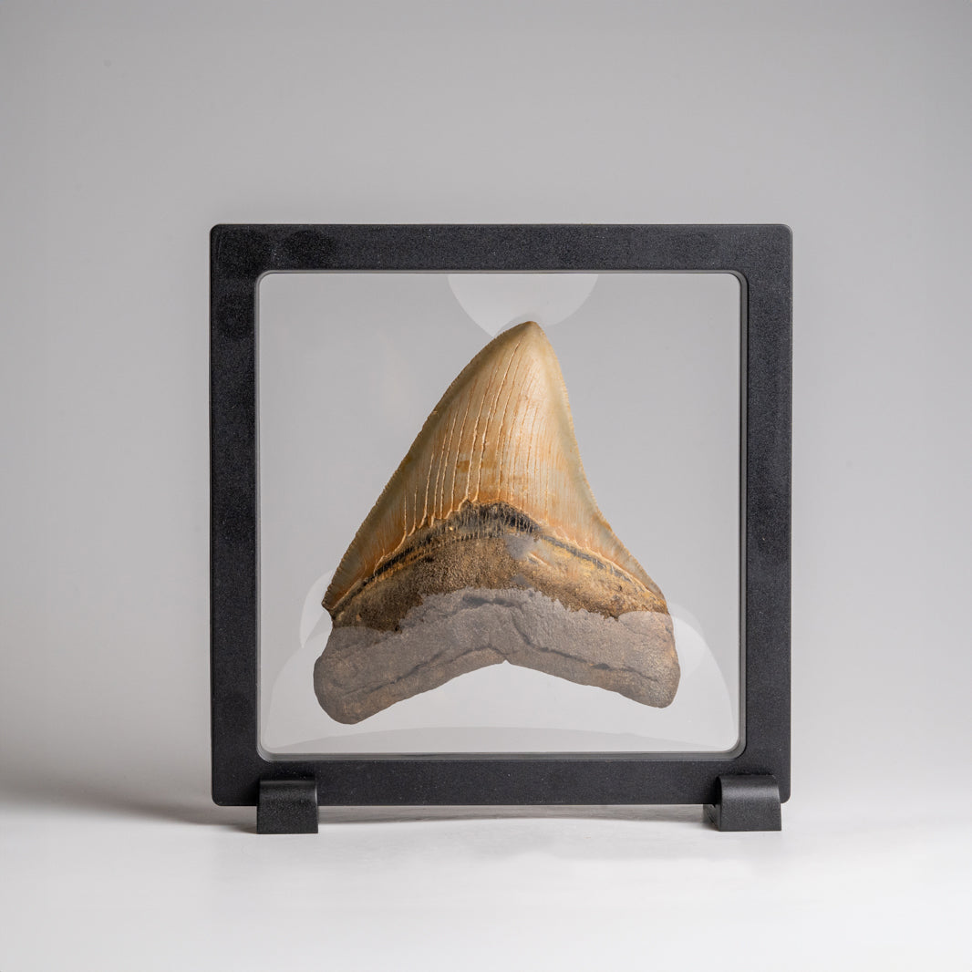 Genuine Megalodon Shark Tooth in Display Box (143.2 grams)