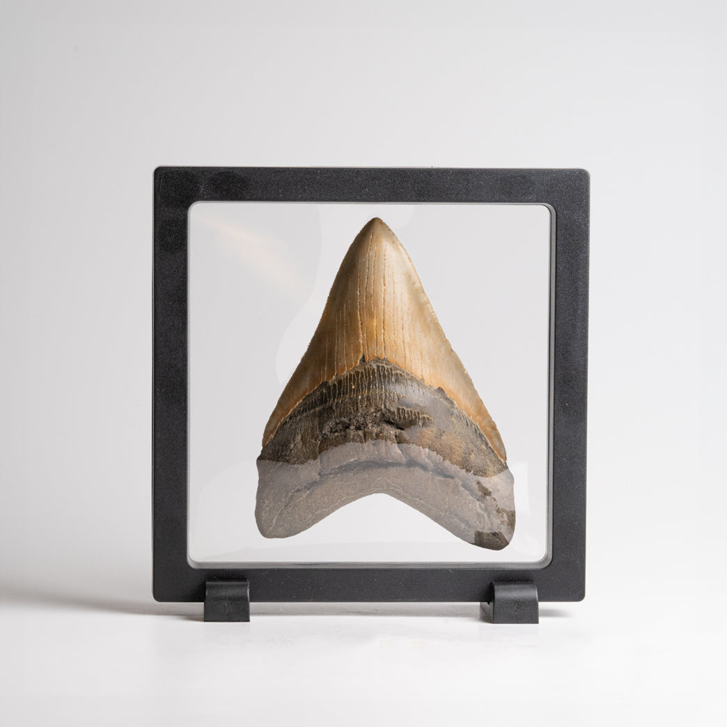 Genuine Megalodon Shark Tooth in Display Box (187 grams)