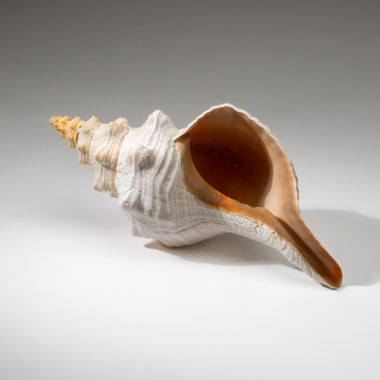 Genuine Horse Conch Shell (2 lbs) - Astro Gallery of Gems