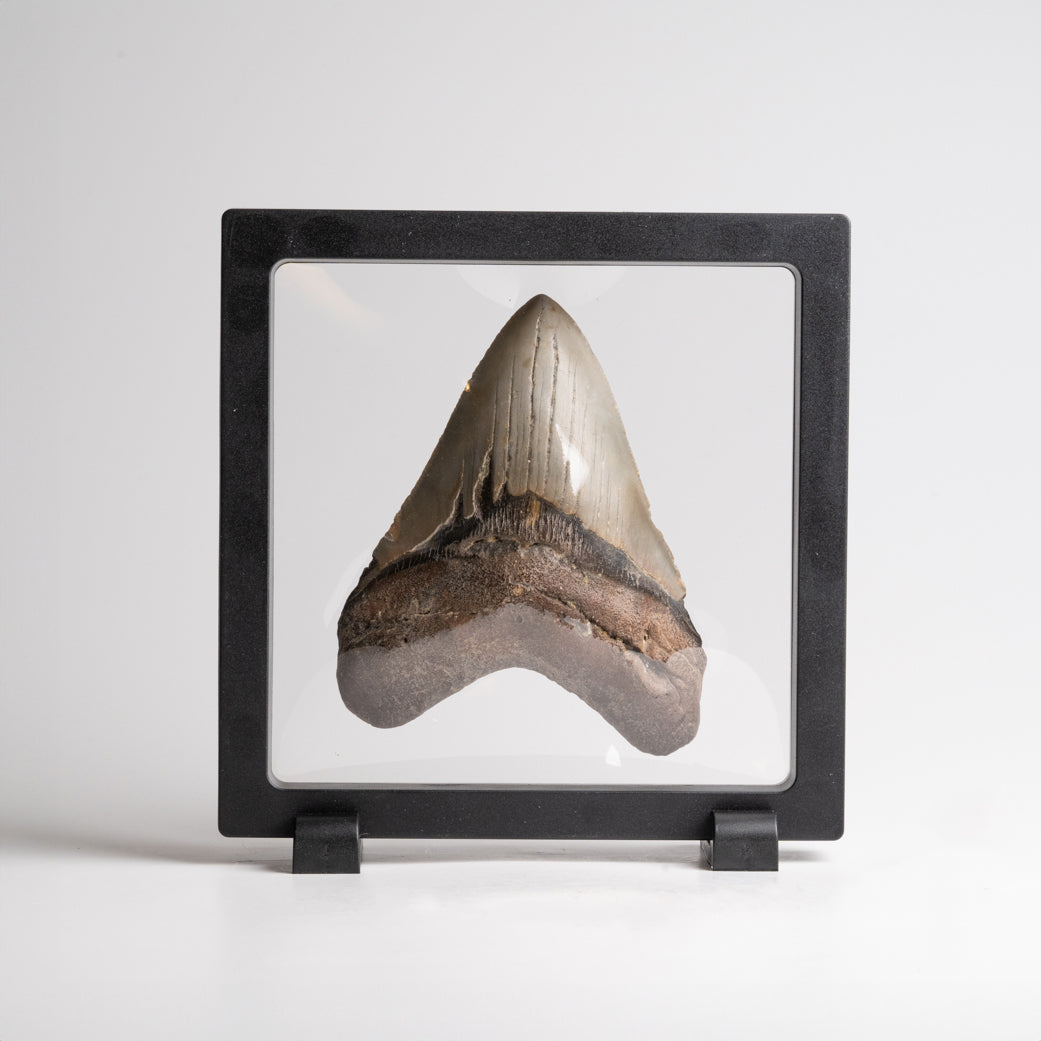 Genuine Megalodon Shark Tooth in Display Box (153.3 grams)