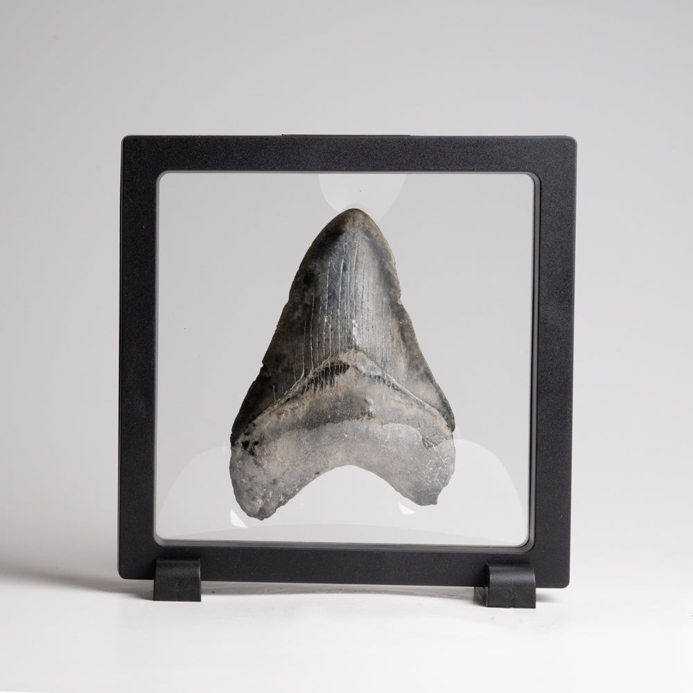 Genuine Megalodon Shark Tooth in Display Box (121 grams)