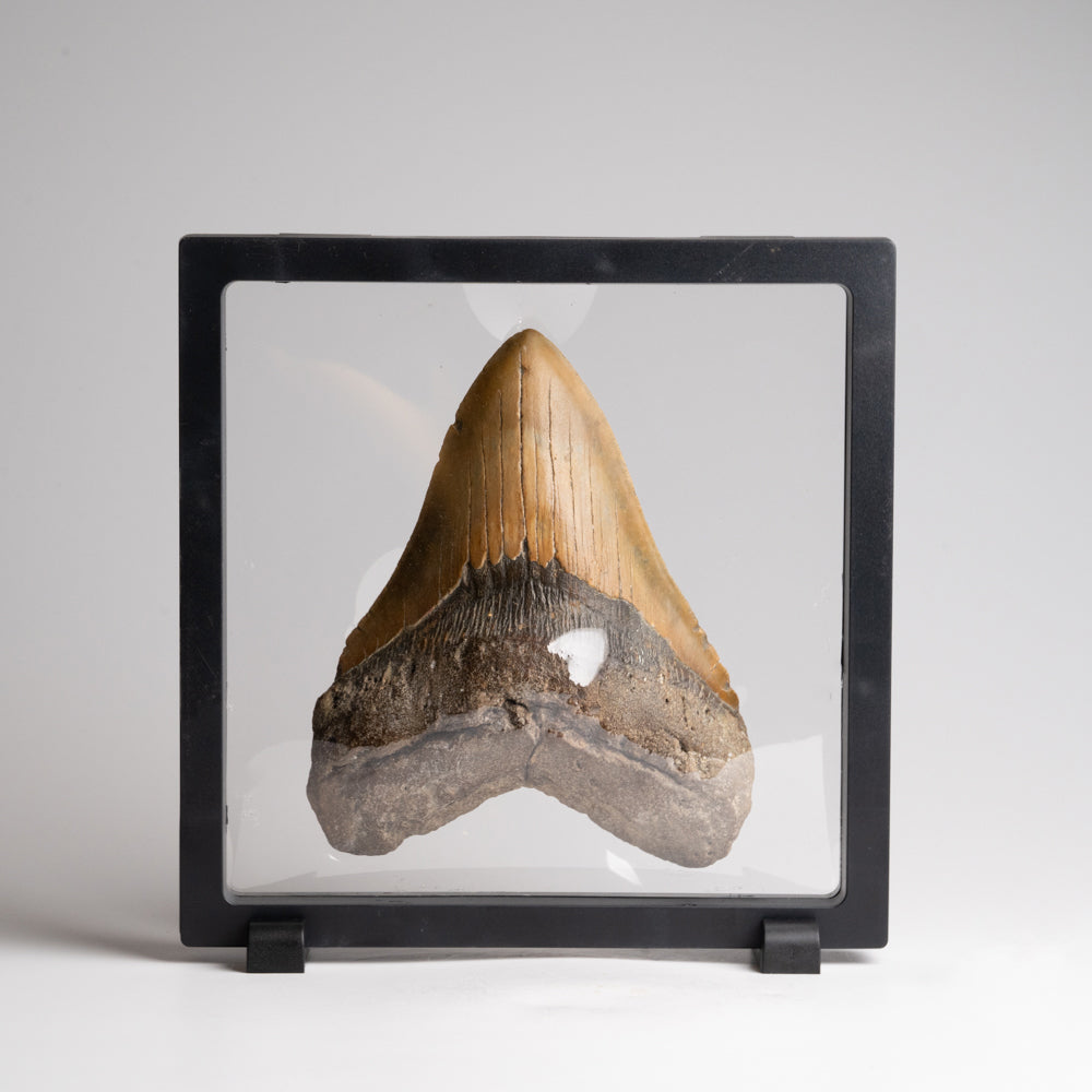 Genuine Megalodon Shark Tooth in Display Box (372 grams)