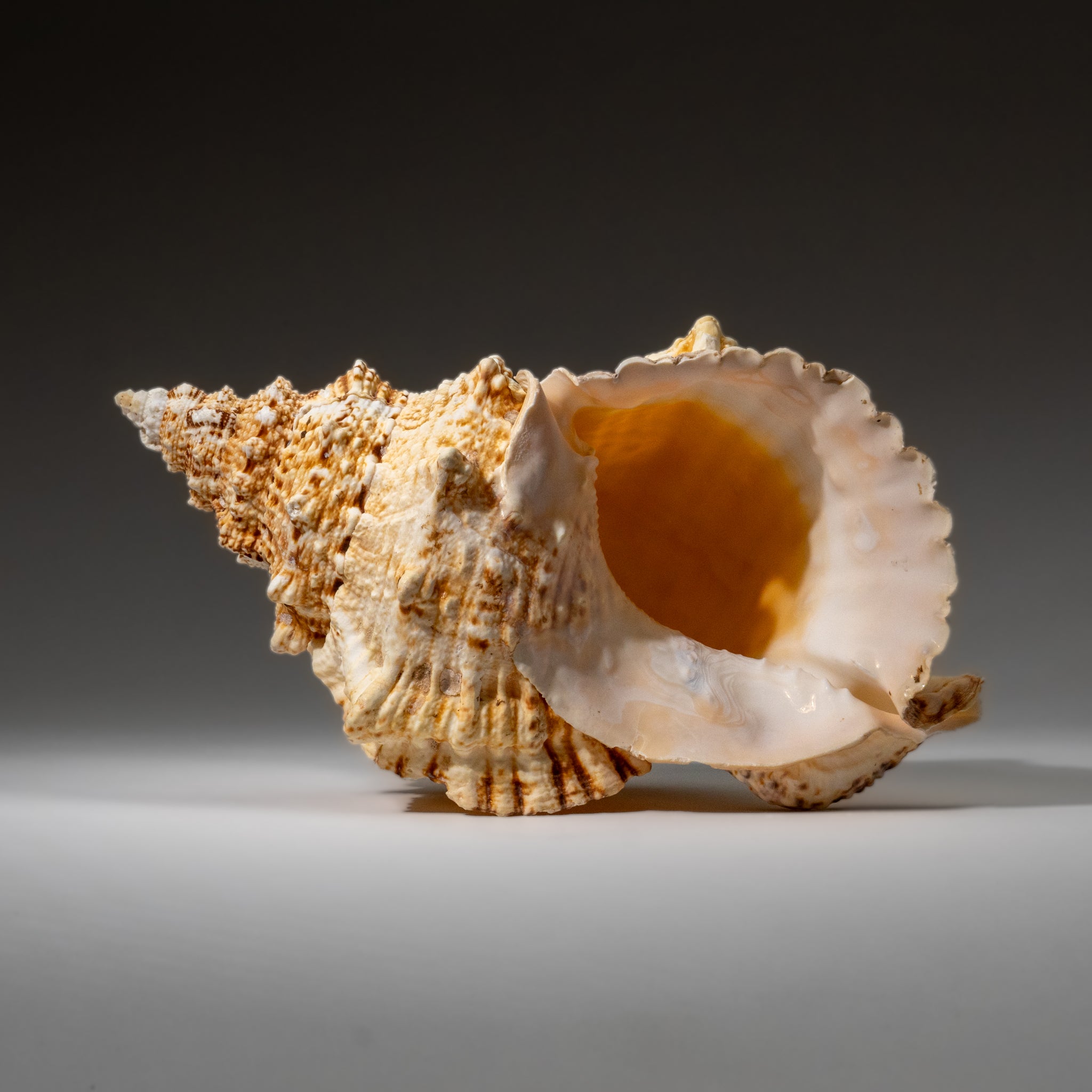 Spectre Murex Shell Murex Shell Shell 2 Lbs for Sale | Astro Gallery of Gems, Family Owned