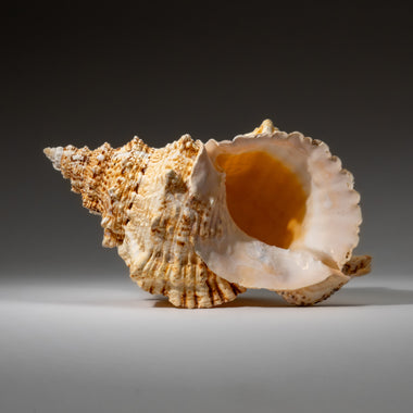 Genuine Murex Shell (1.7 lbs) - Astro Gallery of Gems