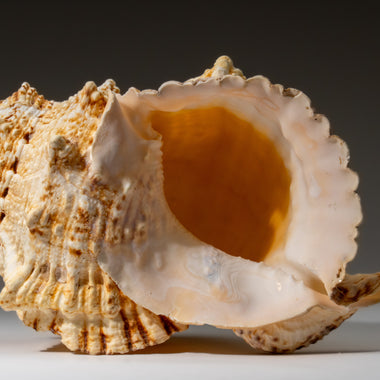 Genuine Murex Shell (1.7 lbs) - Astro Gallery of Gems