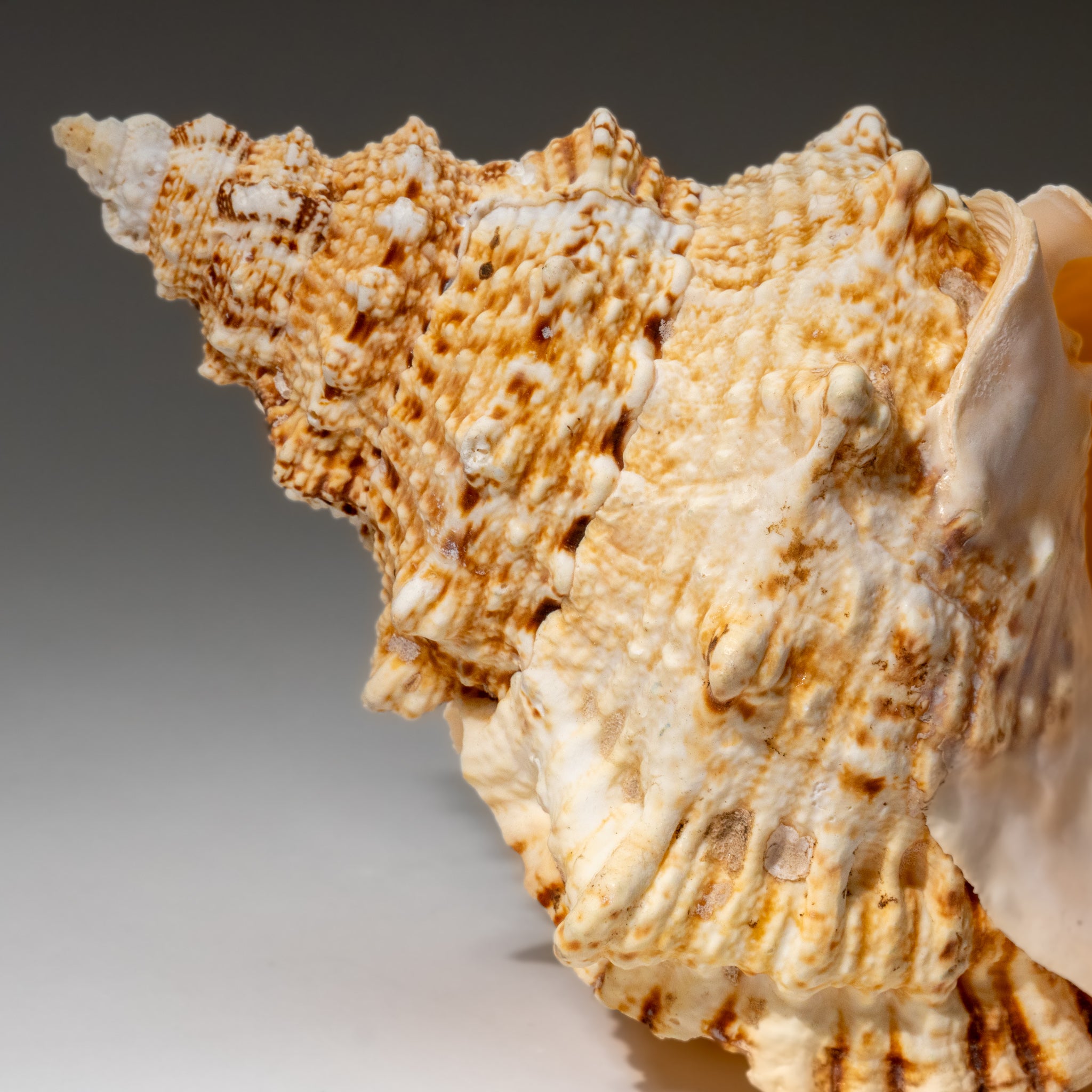 Mulex Shell Murex Shell Shell 2 Lbs for Sale | Astro Gallery of Gems, Family Owned