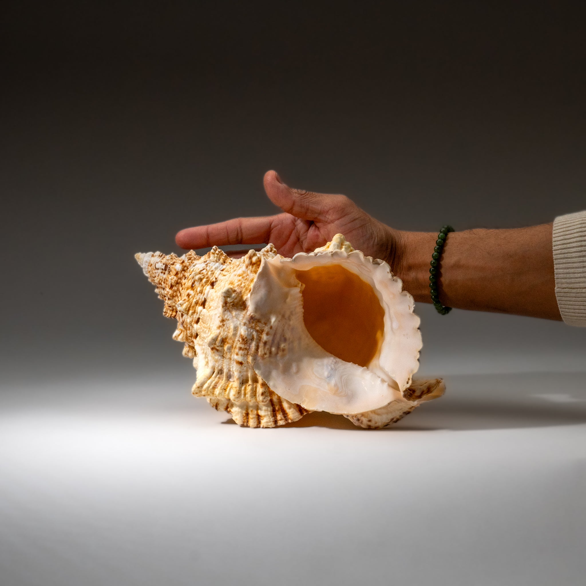 Mulex Shell Murex Shell Shell 2 Lbs for Sale | Astro Gallery of Gems, Family Owned