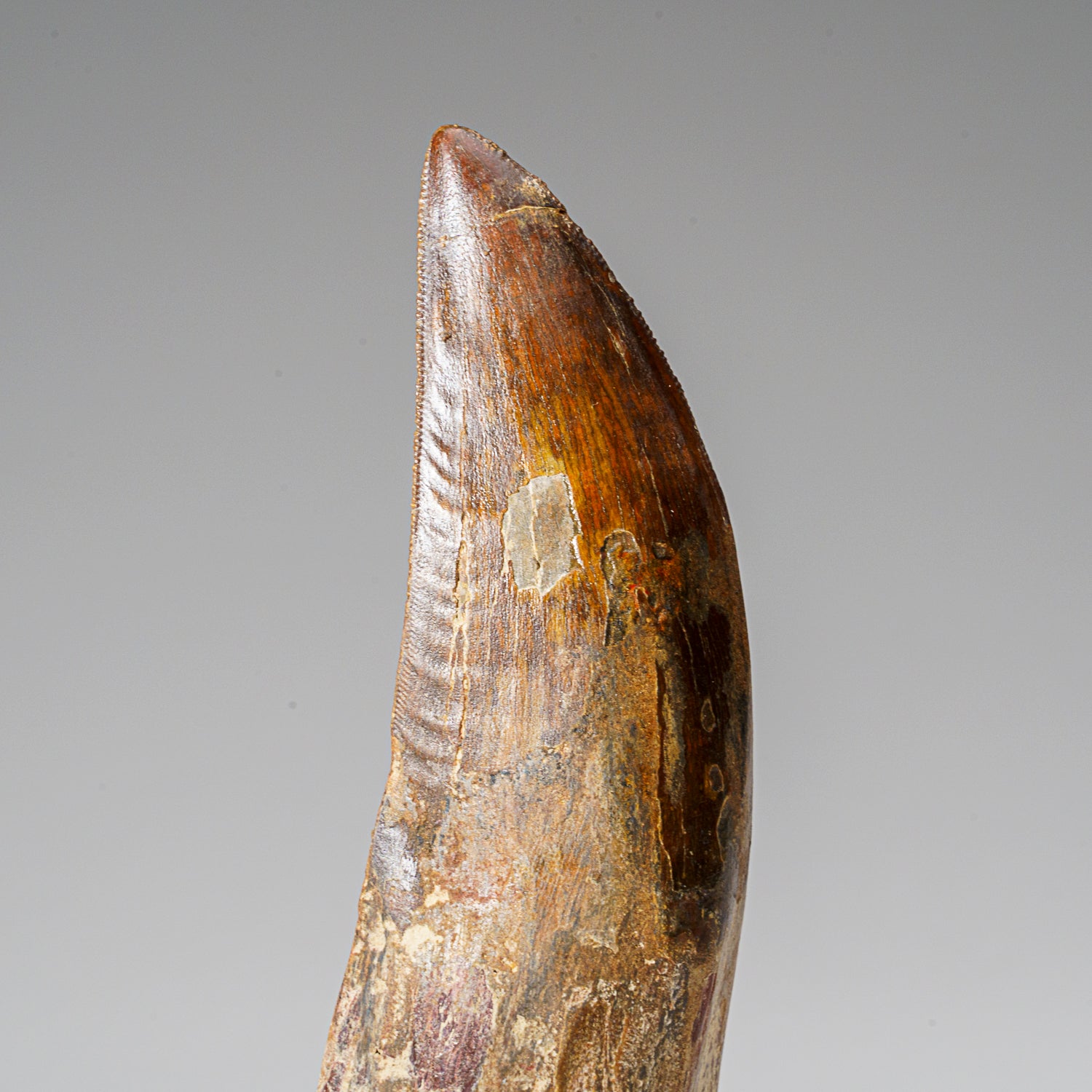 Genuine Natural Carcharodontosaurus Dinosaur Tooth in Display Box