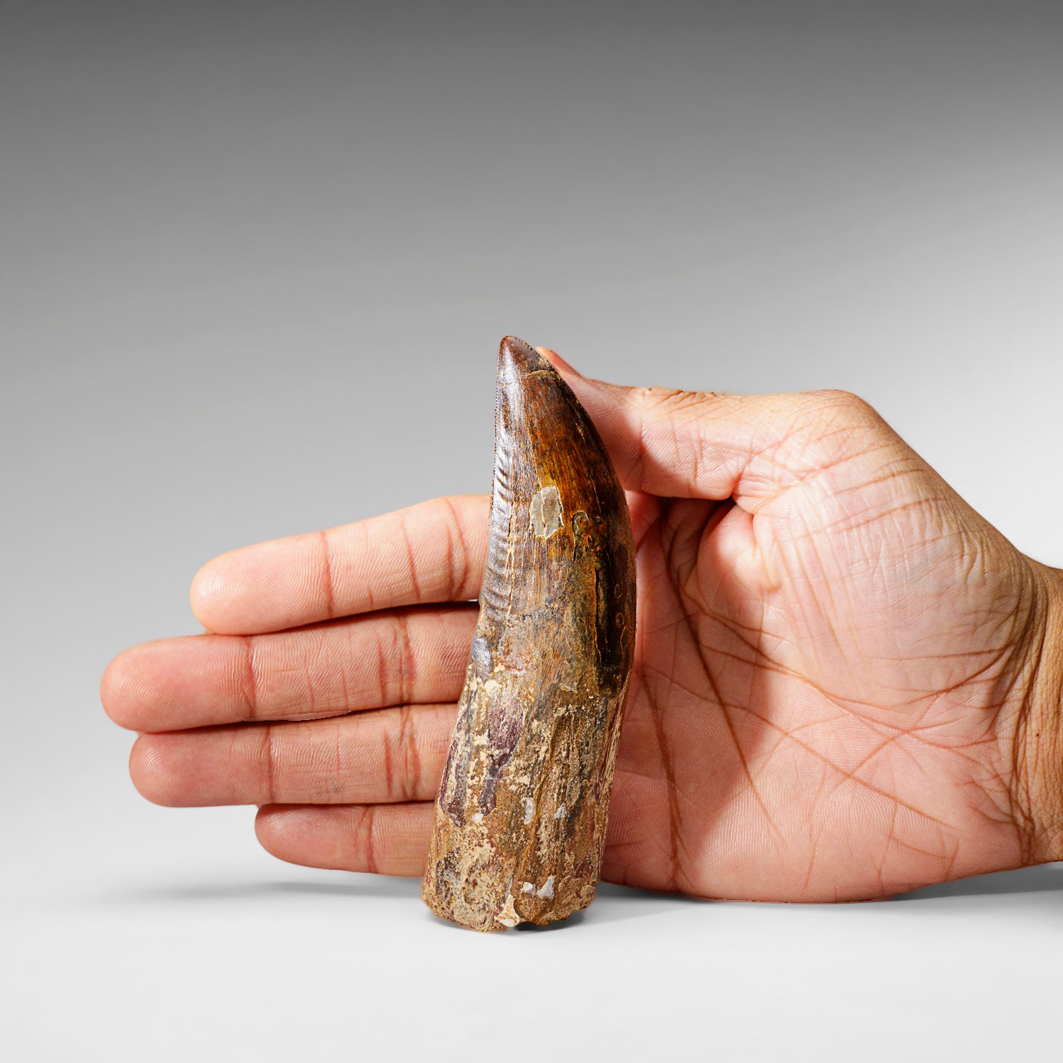 Genuine Natural Carcharodontosaurus Dinosaur Tooth (91 grams)