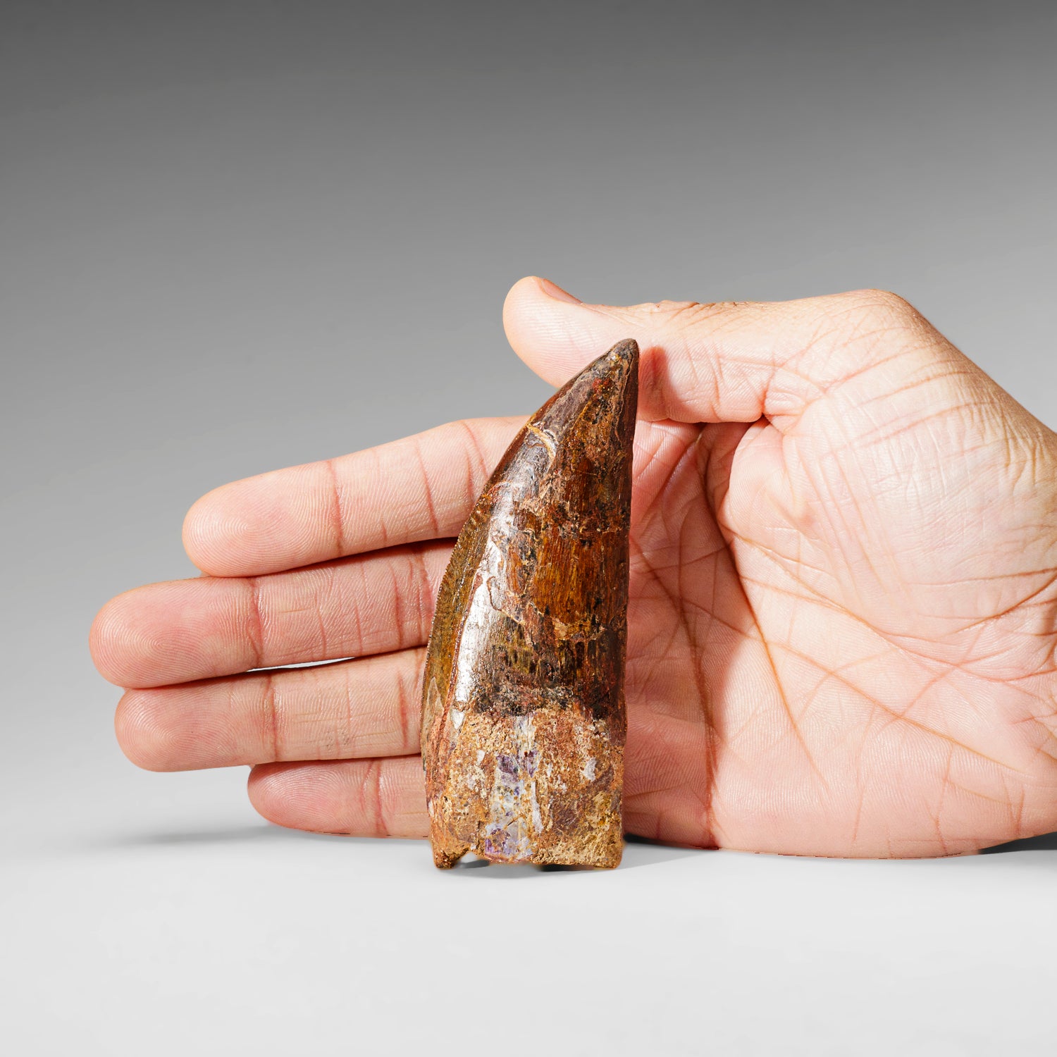Genuine Natural Carcharodontosaurus Dinosaur Tooth (46 grams)