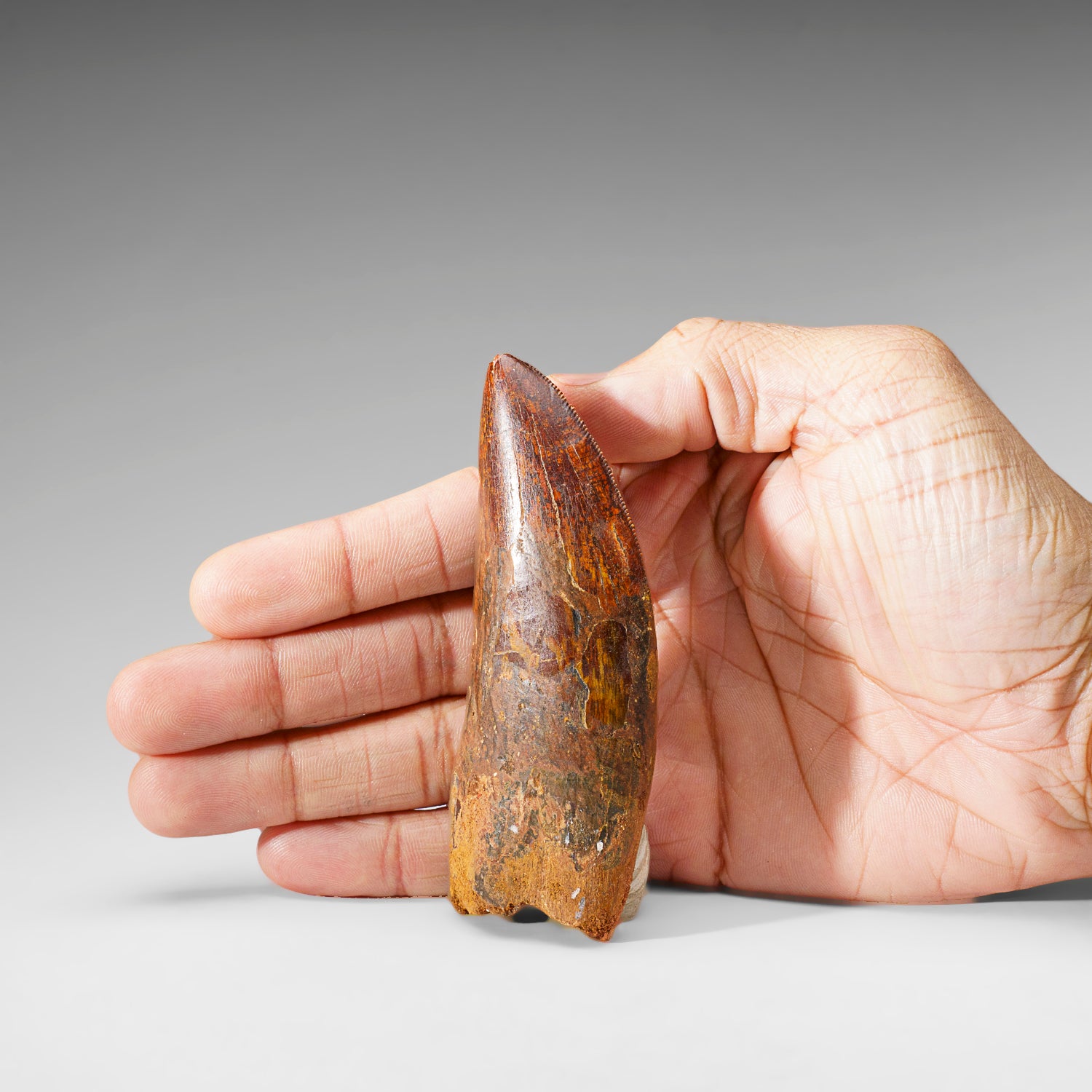 Genuine Natural Carcharodontosaurus Dinosaur Tooth (74 grams)