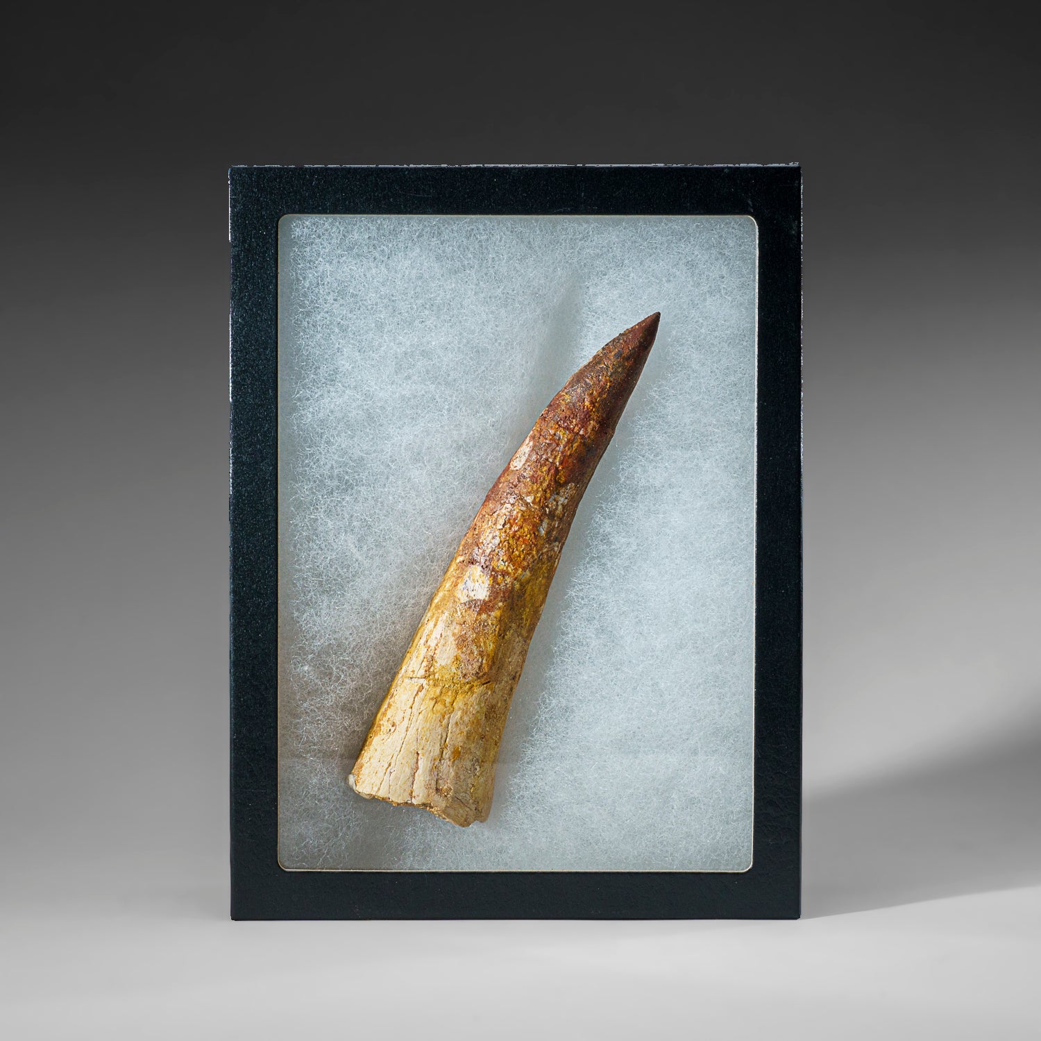 Genuine Large Spinosaurus Dinosaur Tooth in Display Box (130 grams)
