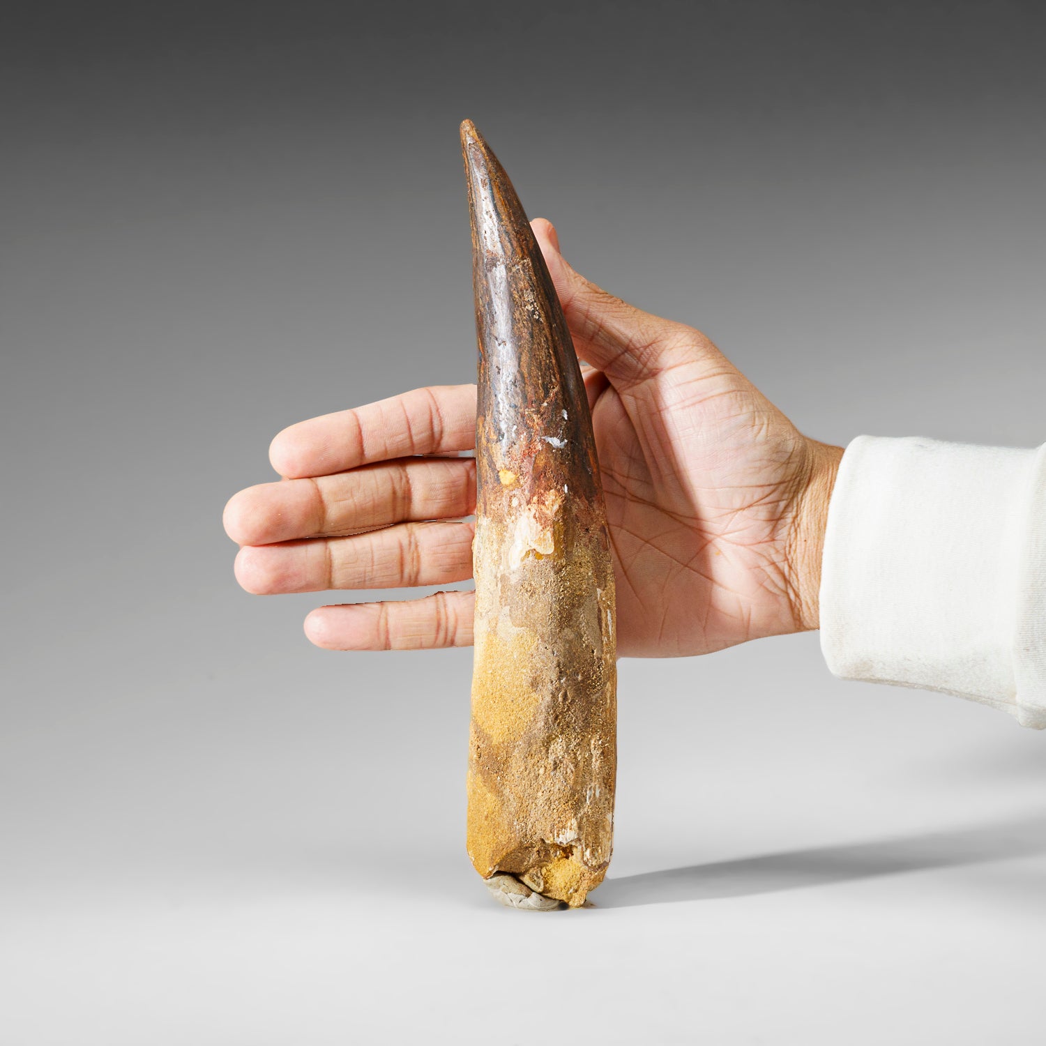 Genuine Large Spinosaurus Dinosaur Tooth in Display Box (385 grams)