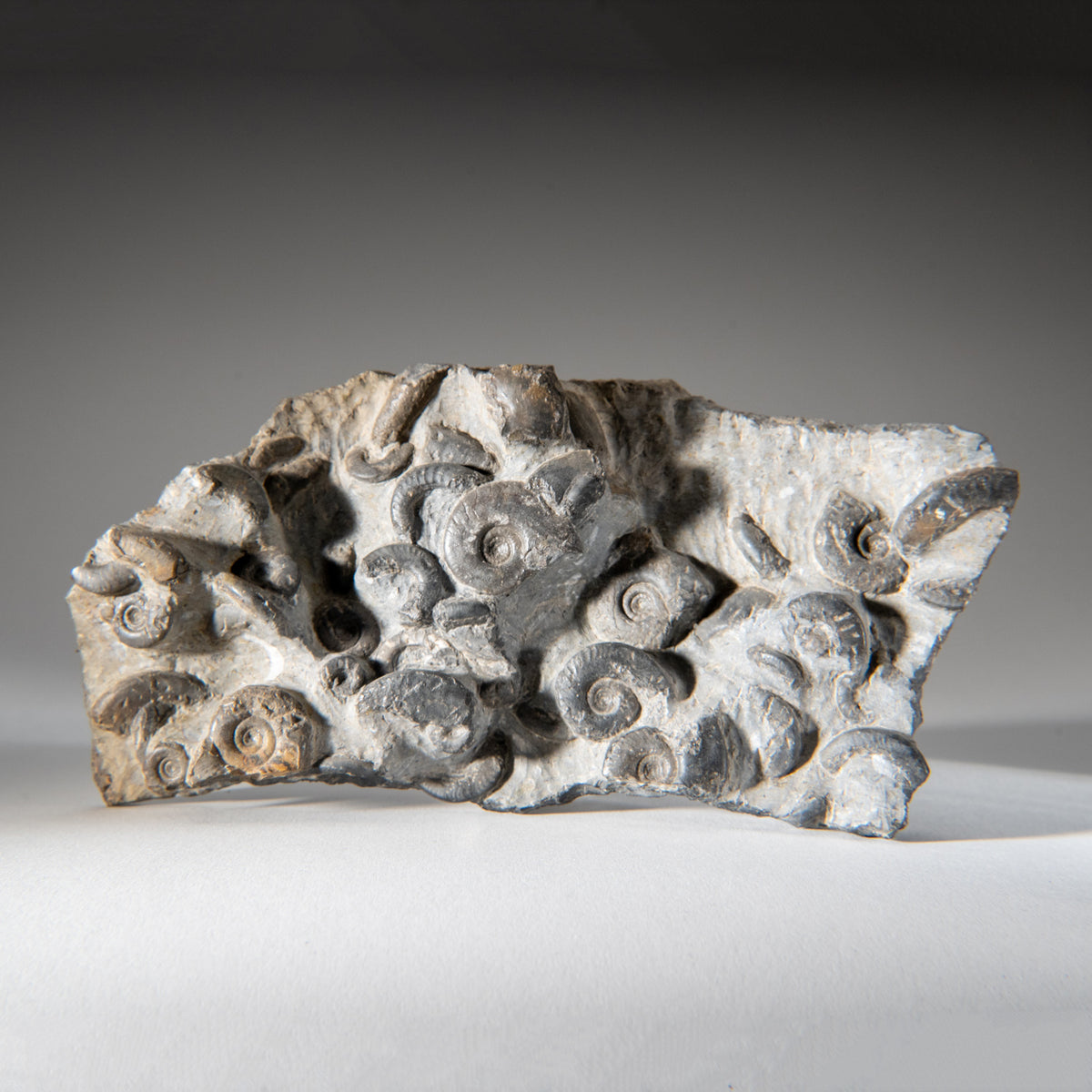 Buy Direct Today Ammonite Cluster | On Sale, Fully Insured