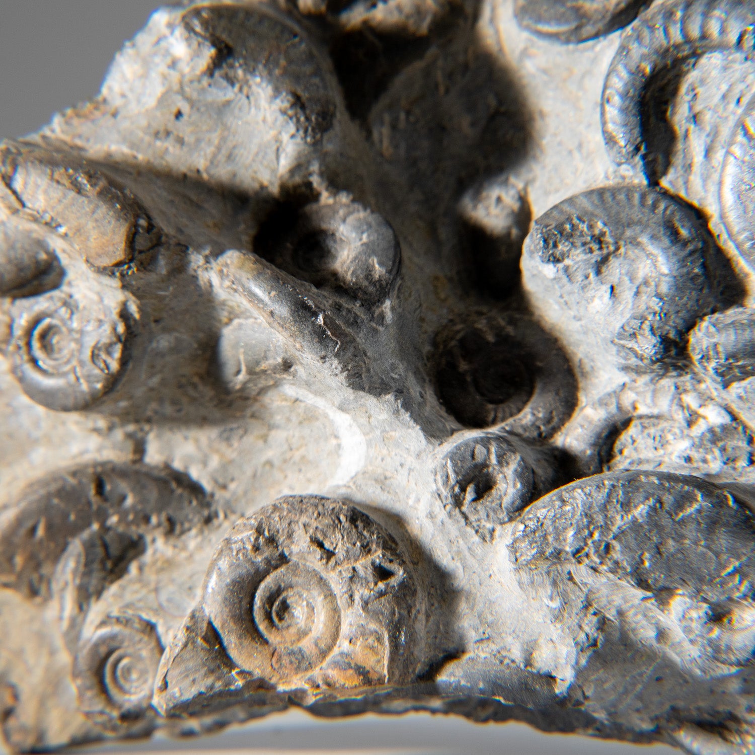 Genuine Natural Fossilized Ammonite Cluster (2 lbs)