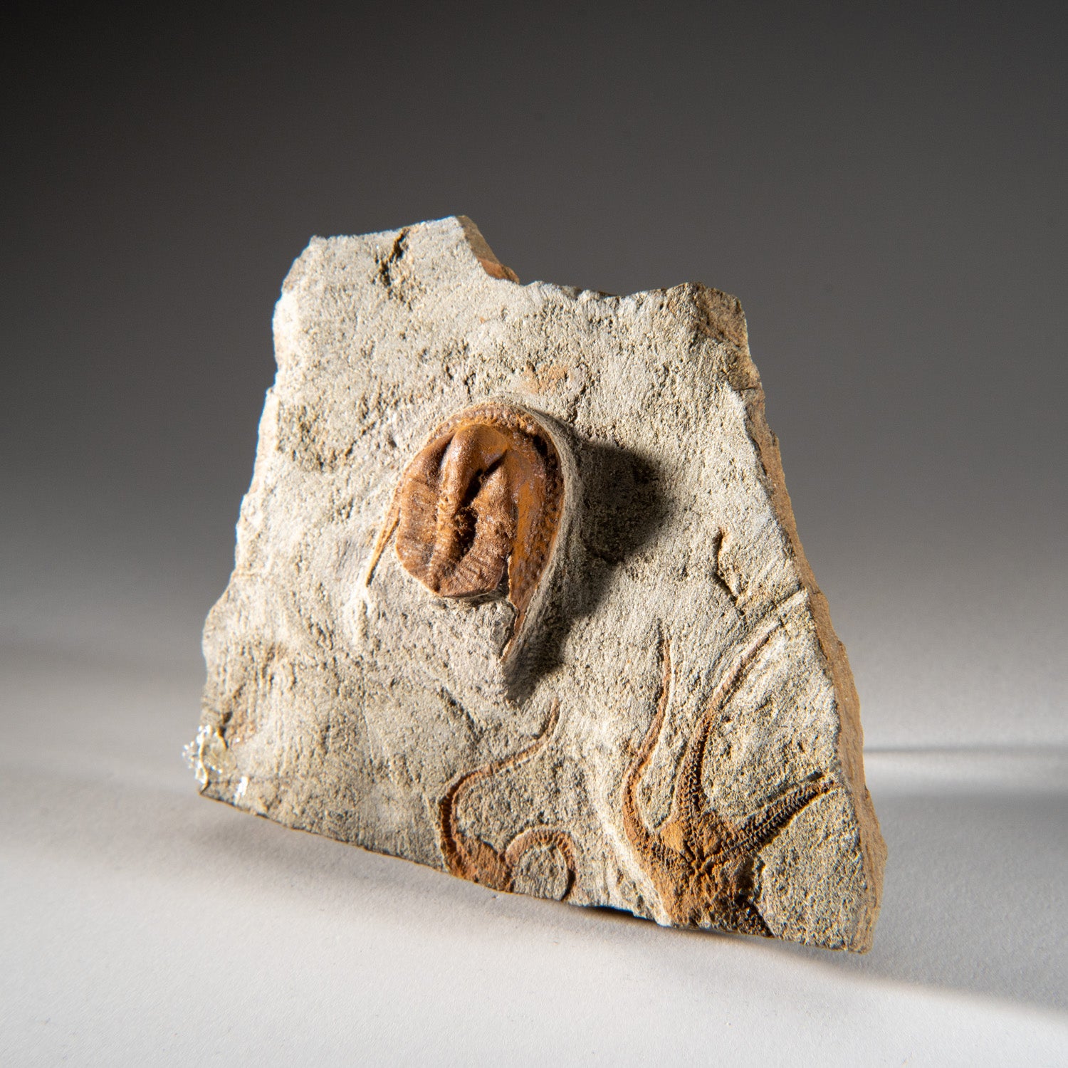 Genuine Trilobite Fossil (Ptychopariida) with Ophiuroidea Brittle Star on Matrix (1.1 lbs)