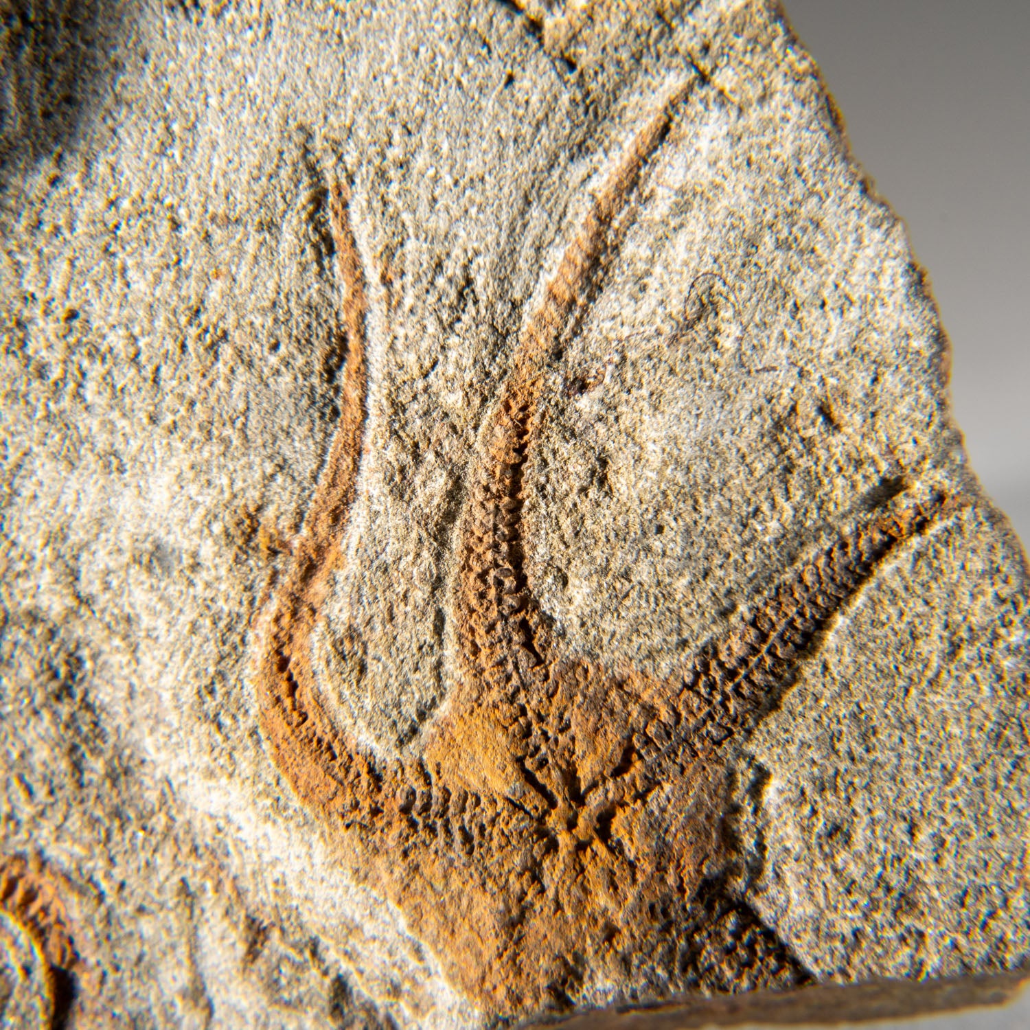 Genuine Trilobite Fossil (Ptychopariida) with Ophiuroidea Brittle Star on Matrix (1.1 lbs)