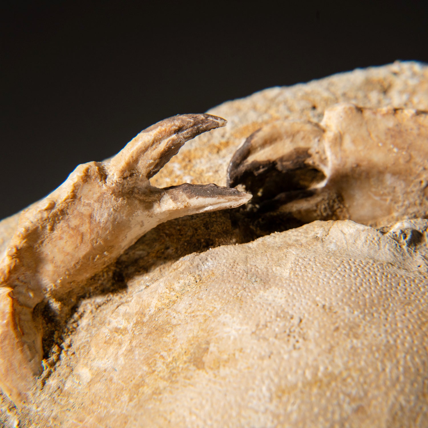 Genuine Natural Fossilized Harpactocarcinus Punctulatus Crab