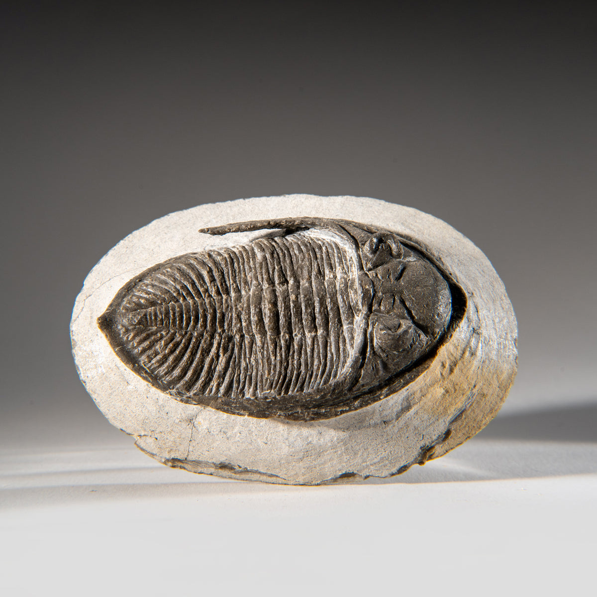 Genuine Hollardops Mesacristata Trilobite on Matrix grams)