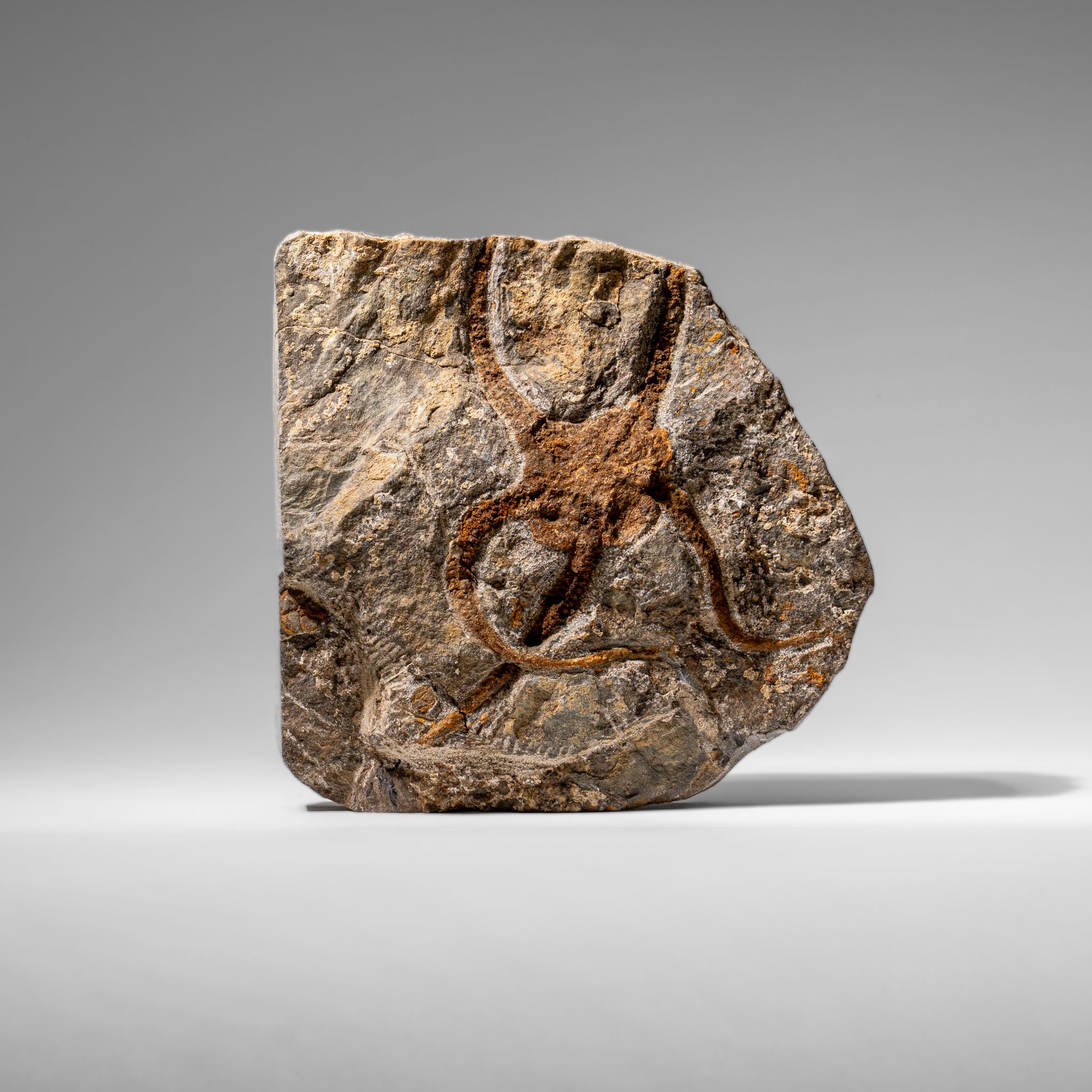 Genuine Ophiuroidea Brittle Star Fossil (2.35 lbs)