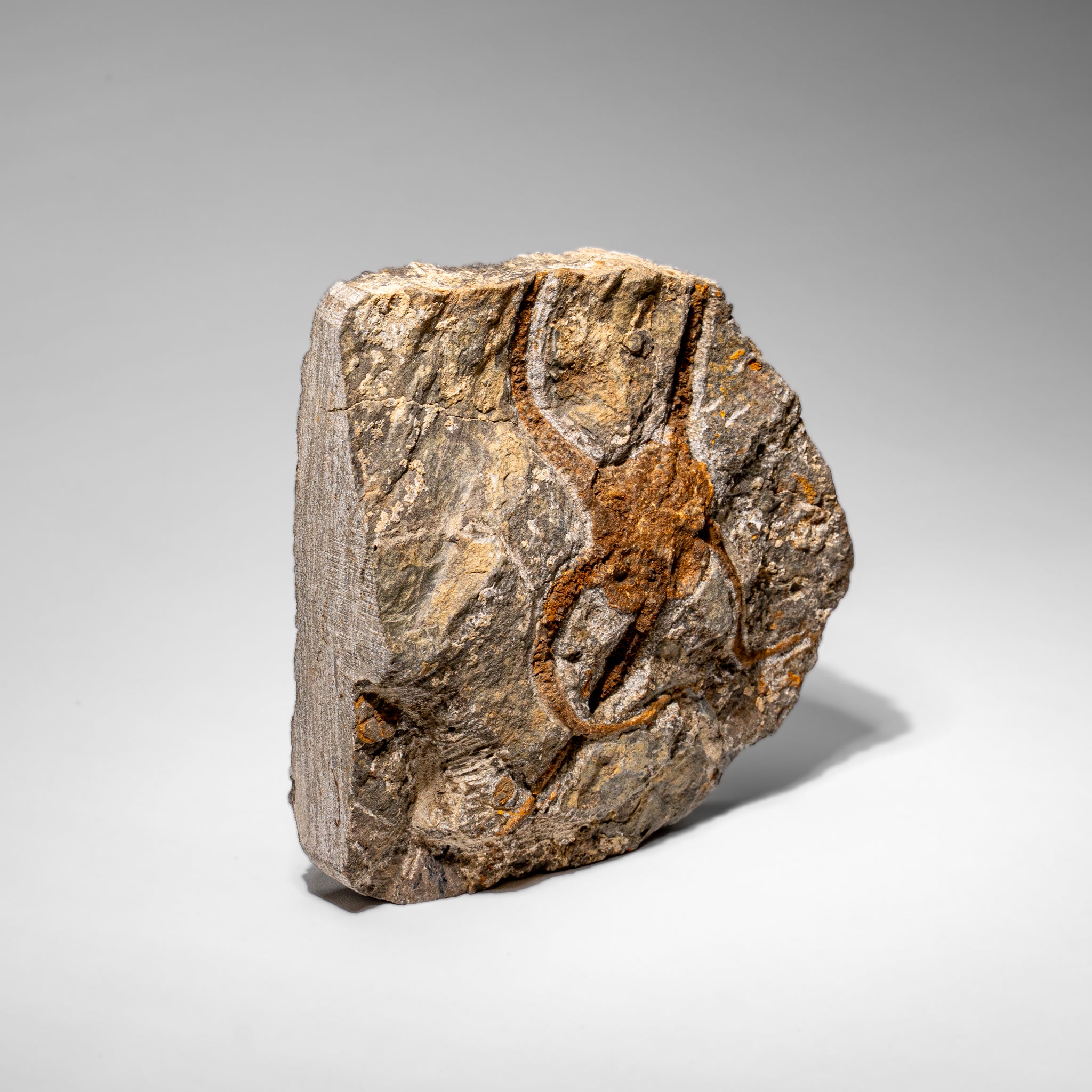 Genuine Ophiuroidea Brittle Star Fossil (2.35 lbs)