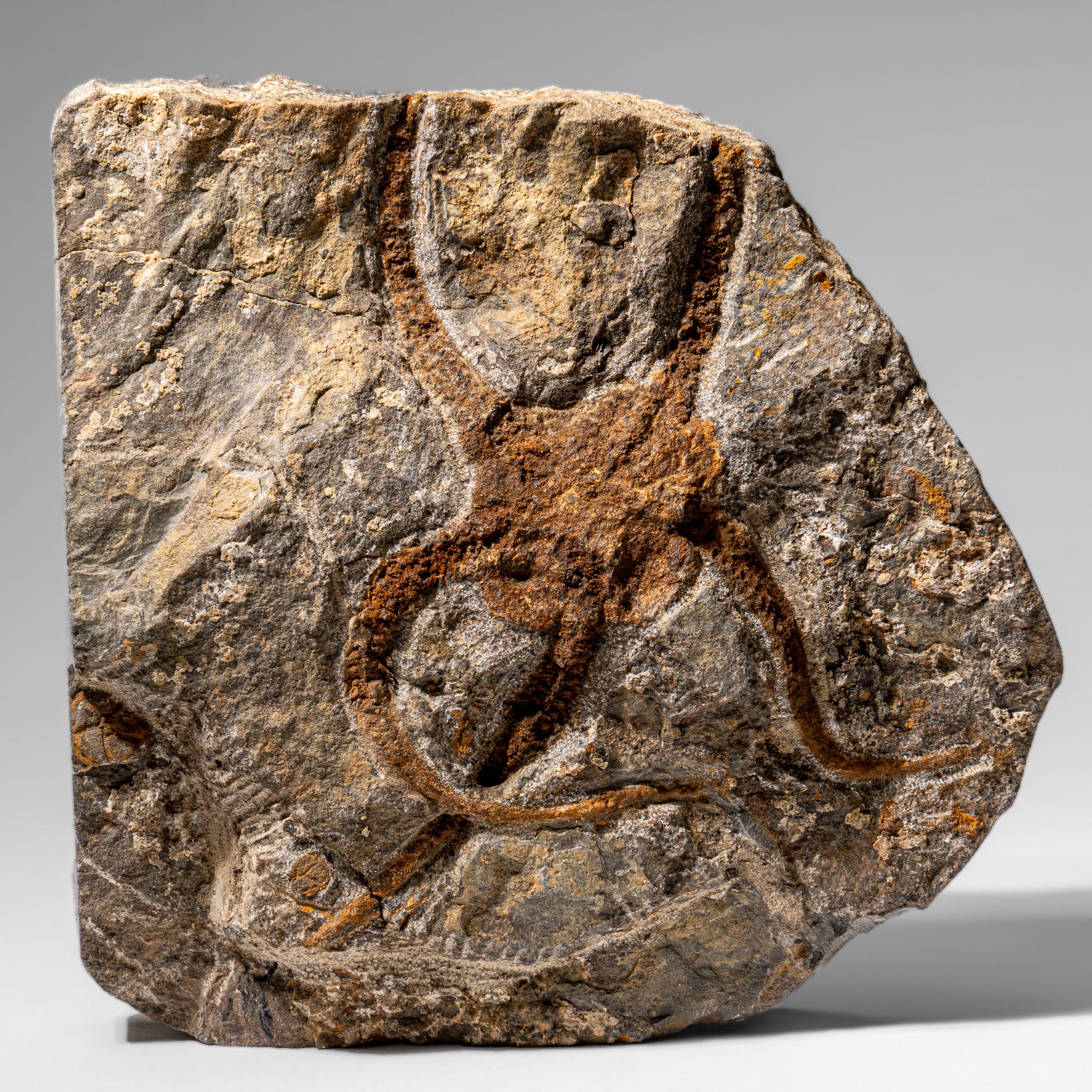 Genuine Ophiuroidea Brittle Star Fossil (2.35 lbs)