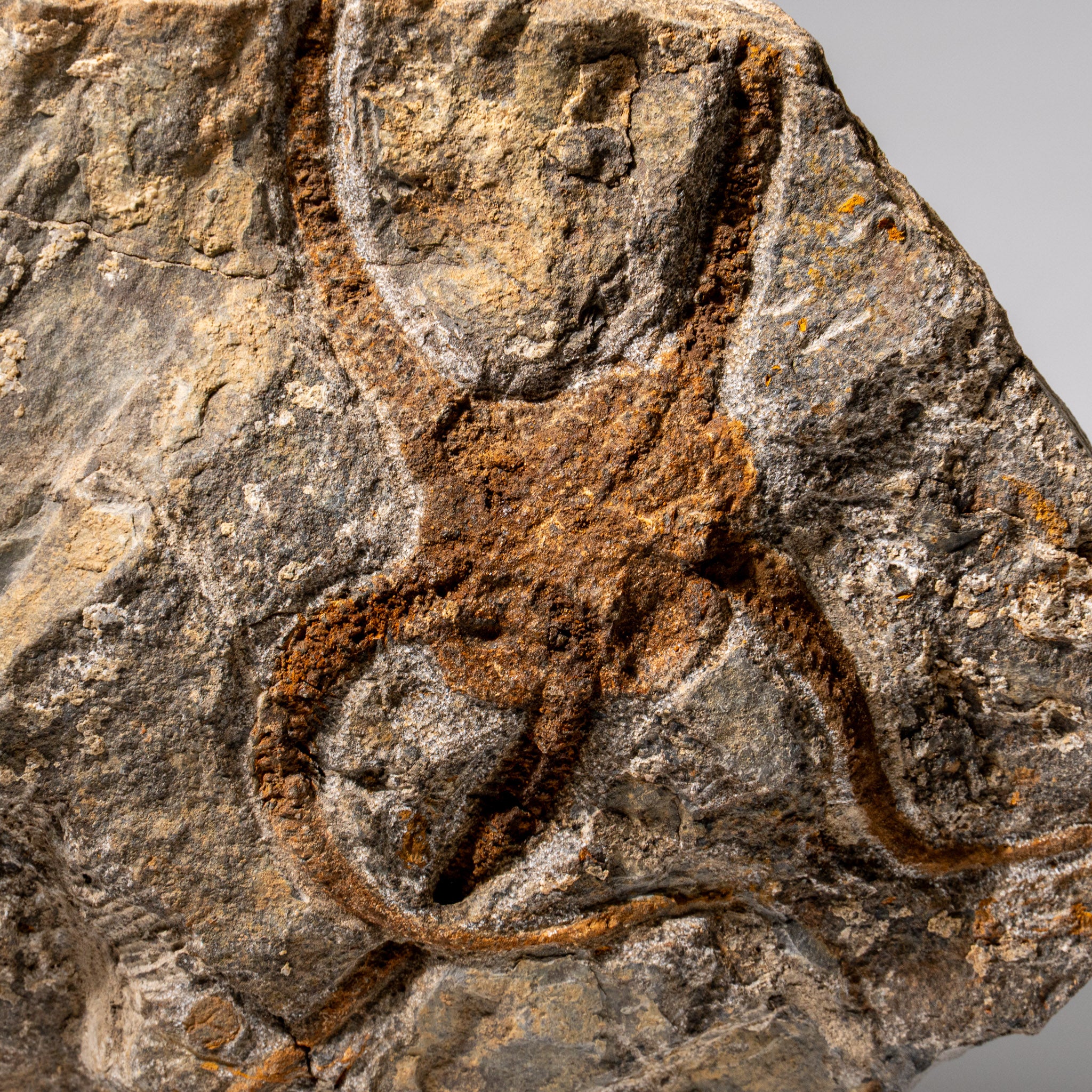 Genuine Ophiuroidea Brittle Star Fossil (2.35 lbs)