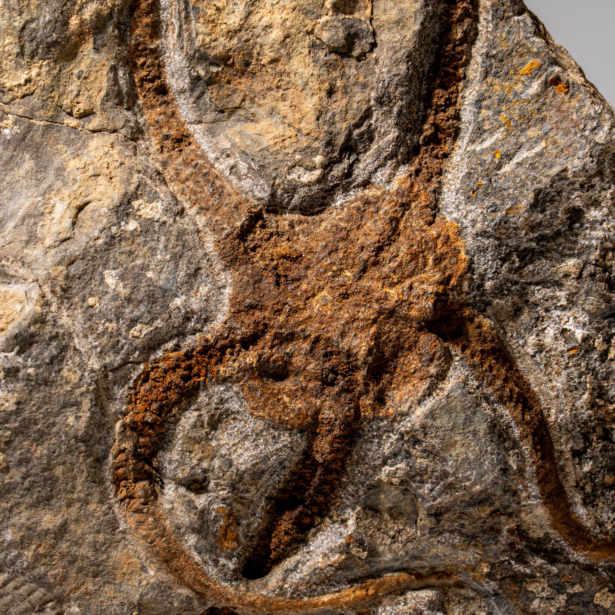 Genuine Ophiuroidea Brittle Star Fossil (2.35 lbs)