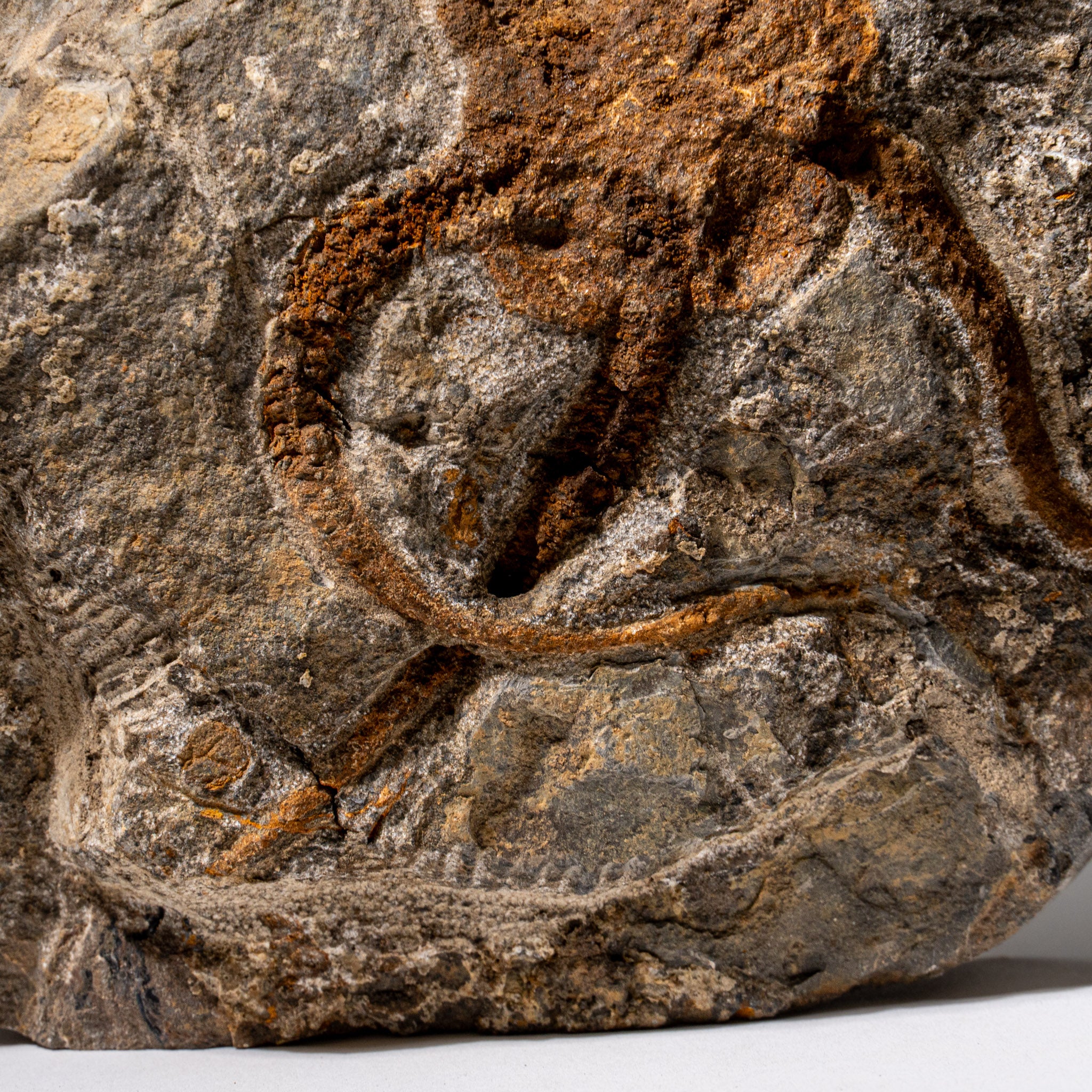 Genuine Ophiuroidea Brittle Star Fossil (2.35 lbs)