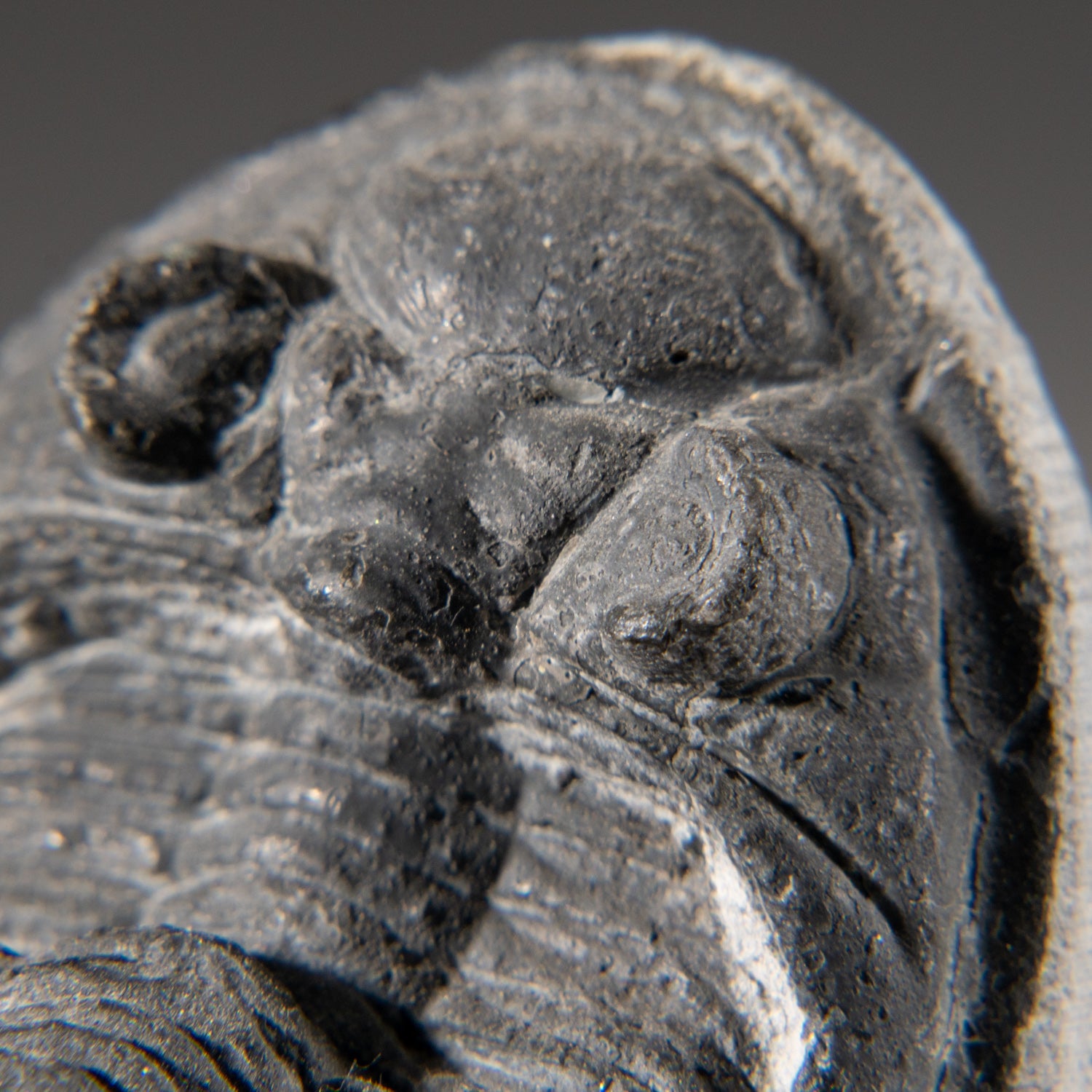 Genuine Hollardops Mesacristata Trilobite on Matrix (188.1 grams)